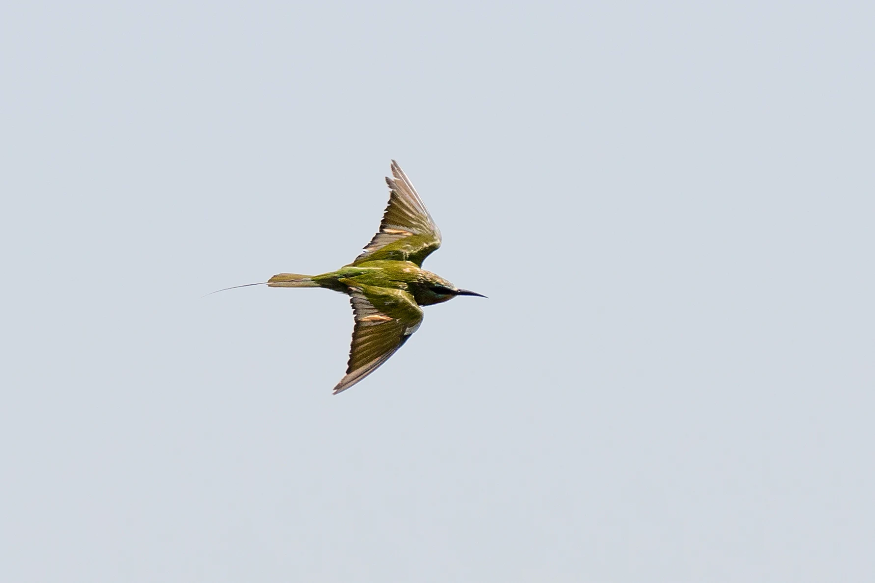 Blue-cheeked Bee-eater, The Gambia — photo by Jim Bennett