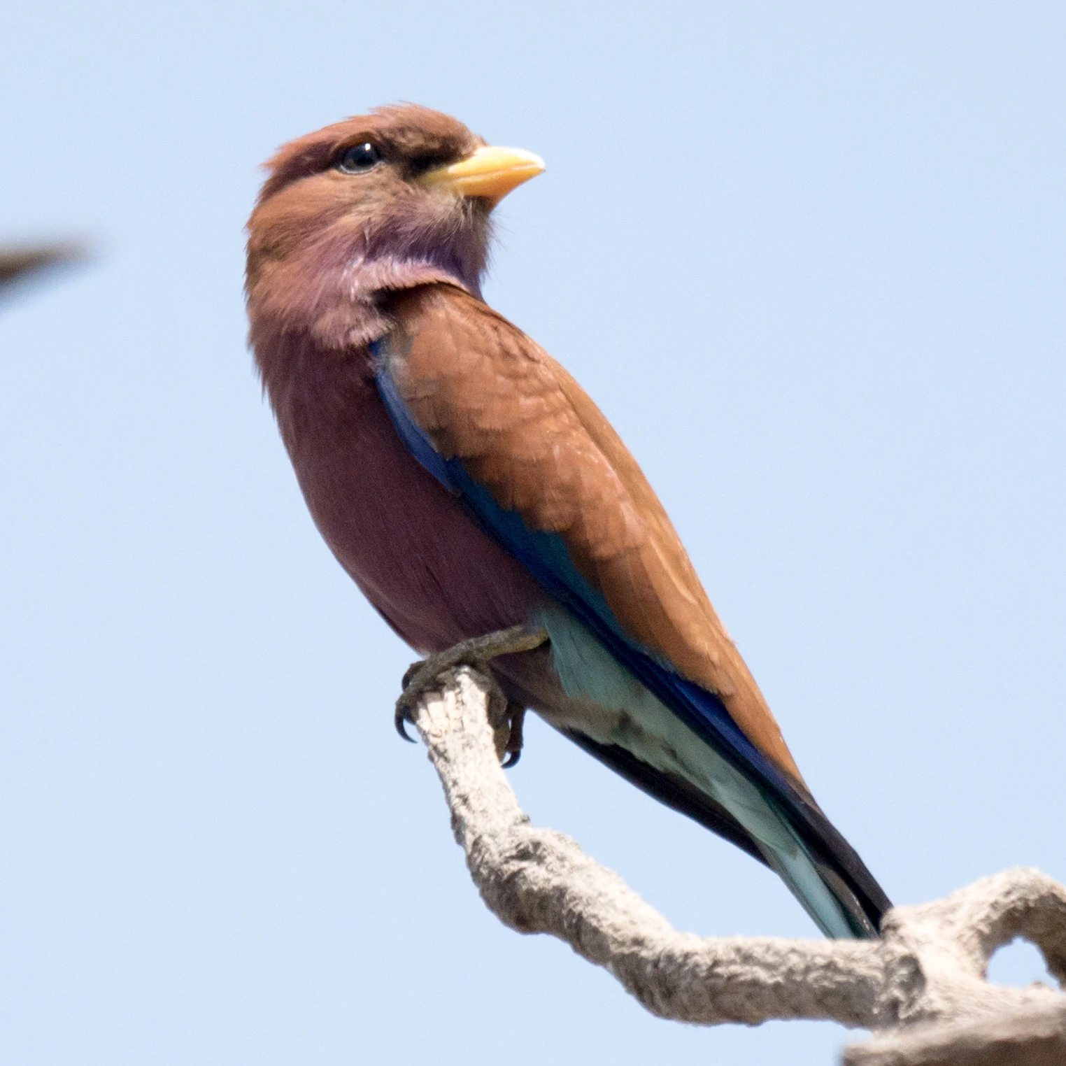 Broad-billed Roller, The Gambia — photo by Jim Bennett