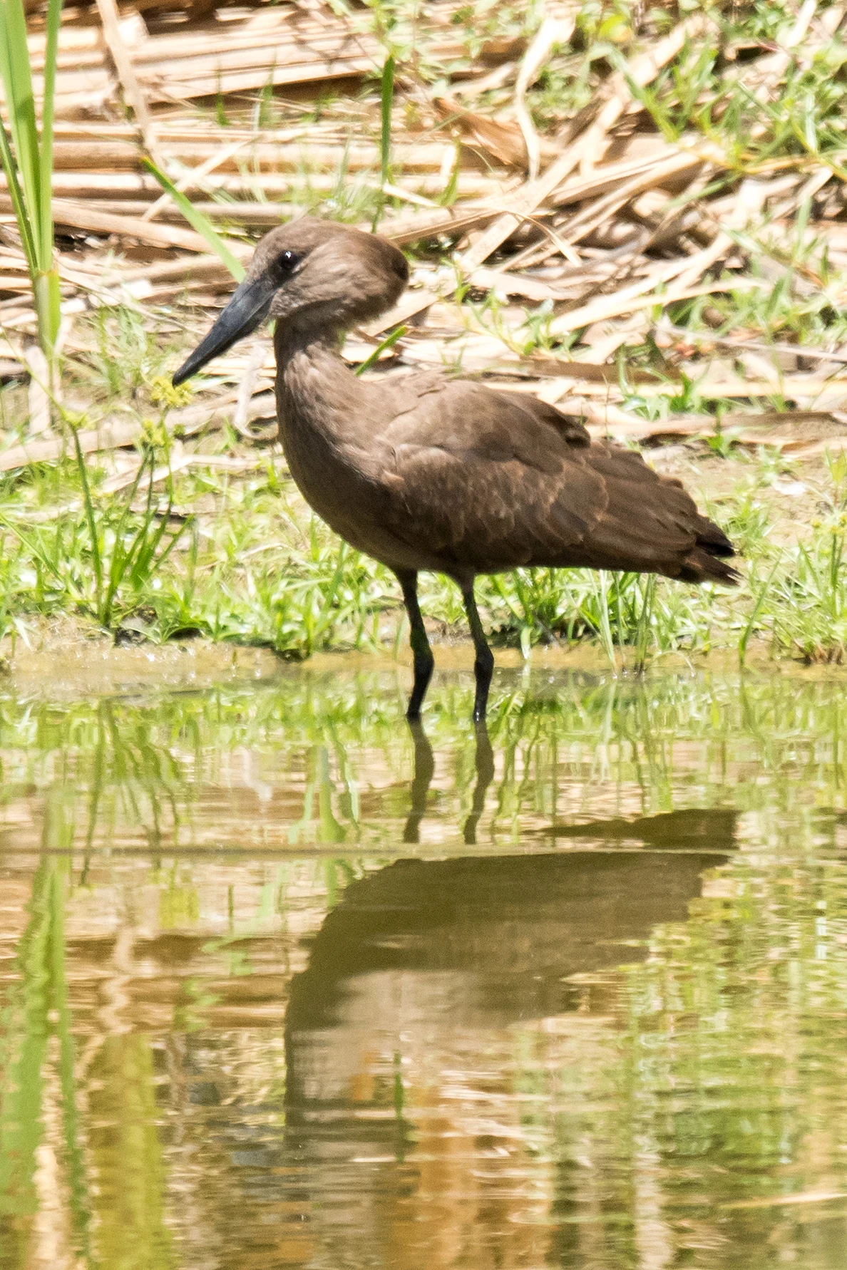 Hamerkop, The Gambia — photo by Jim Bennett