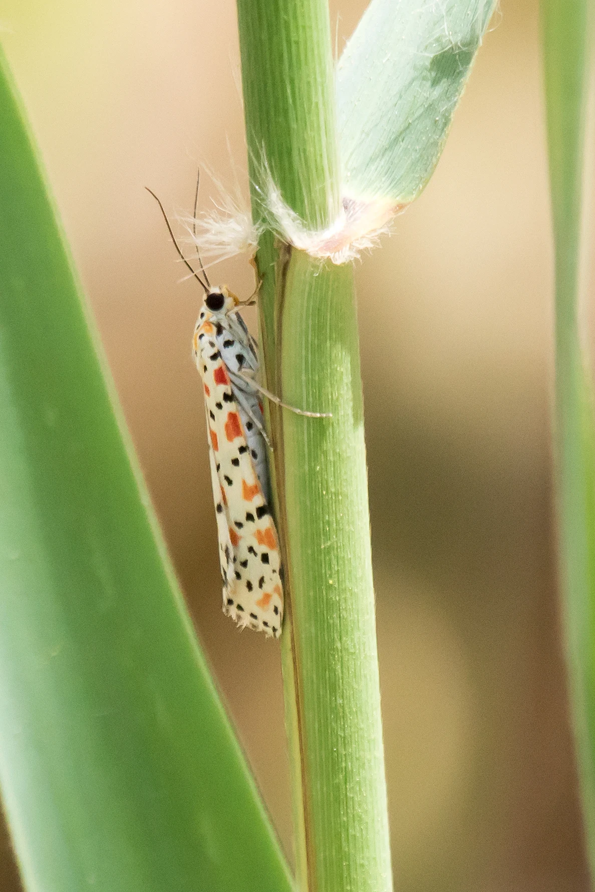 moth, The Gambia — photo by Jim Bennett