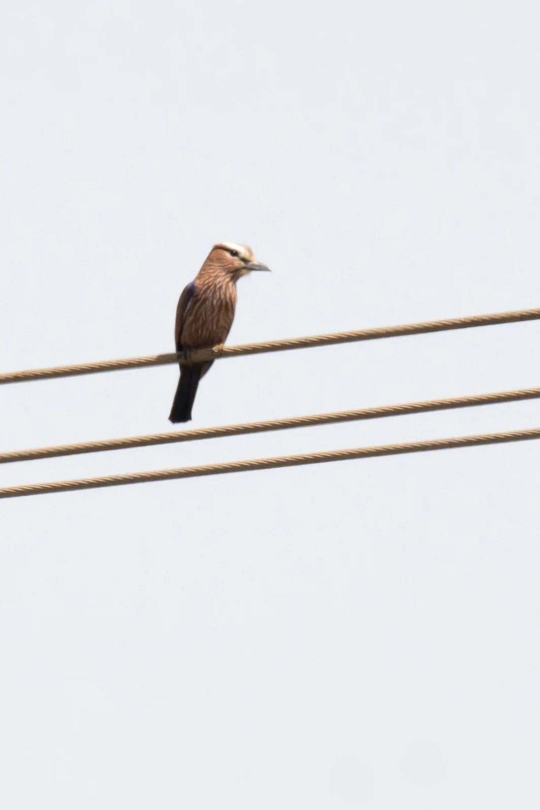 Rufous-crowned Roller, The Gambia — photo by Jim Bennett