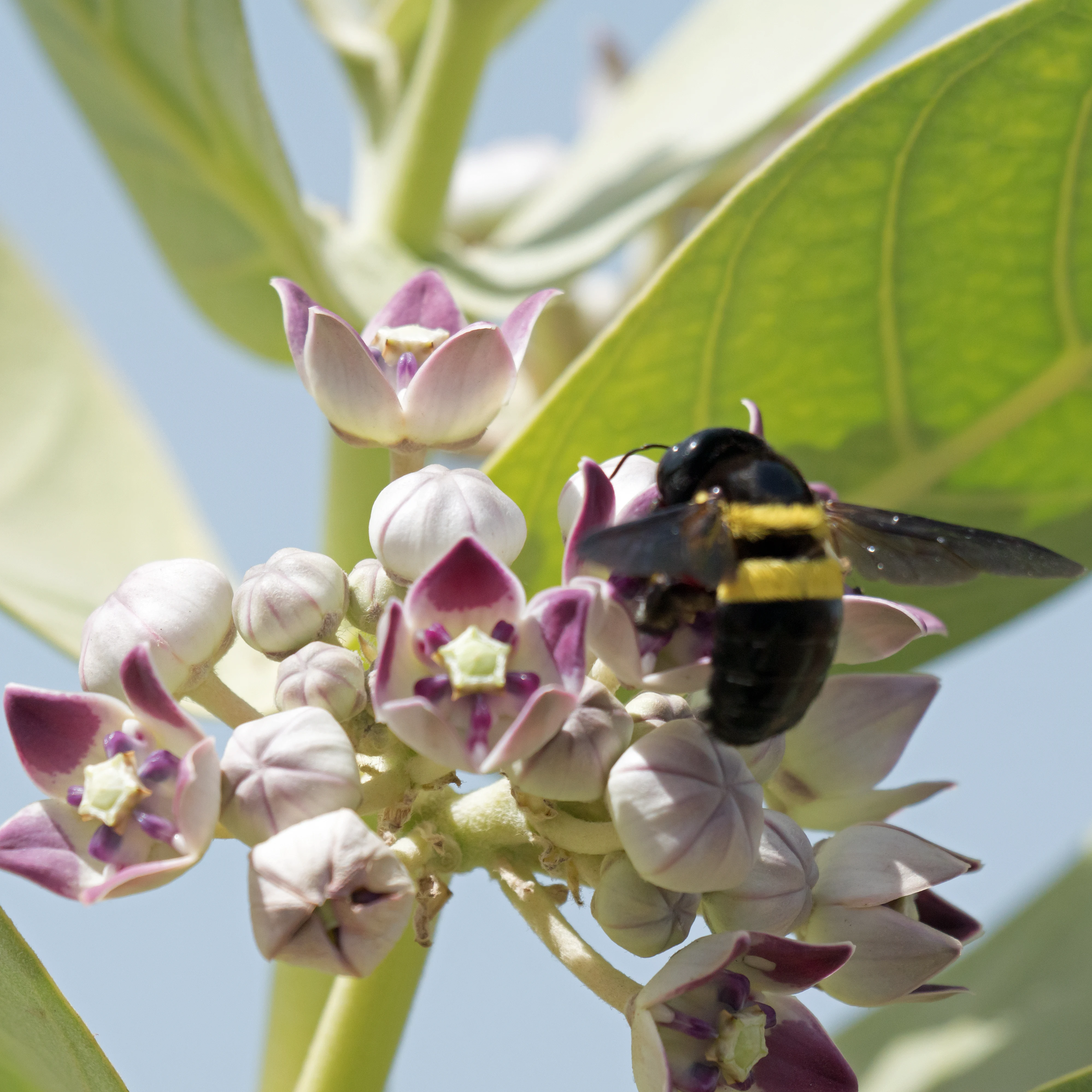 a giant bee, The Gambia — photo by Jim Bennett