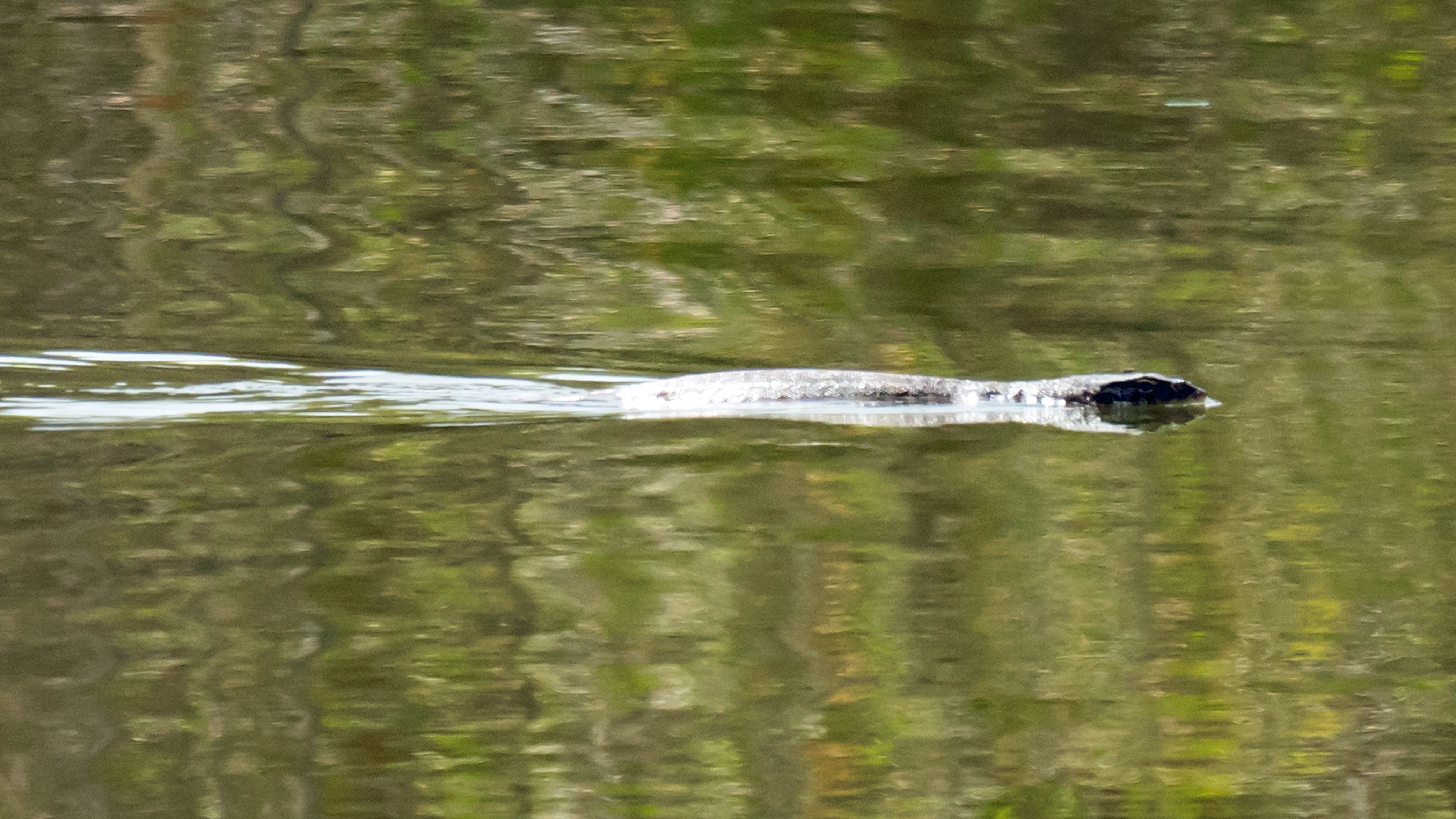 Nile Monitor Lizard, The Gambia — photo by Jim Bennett