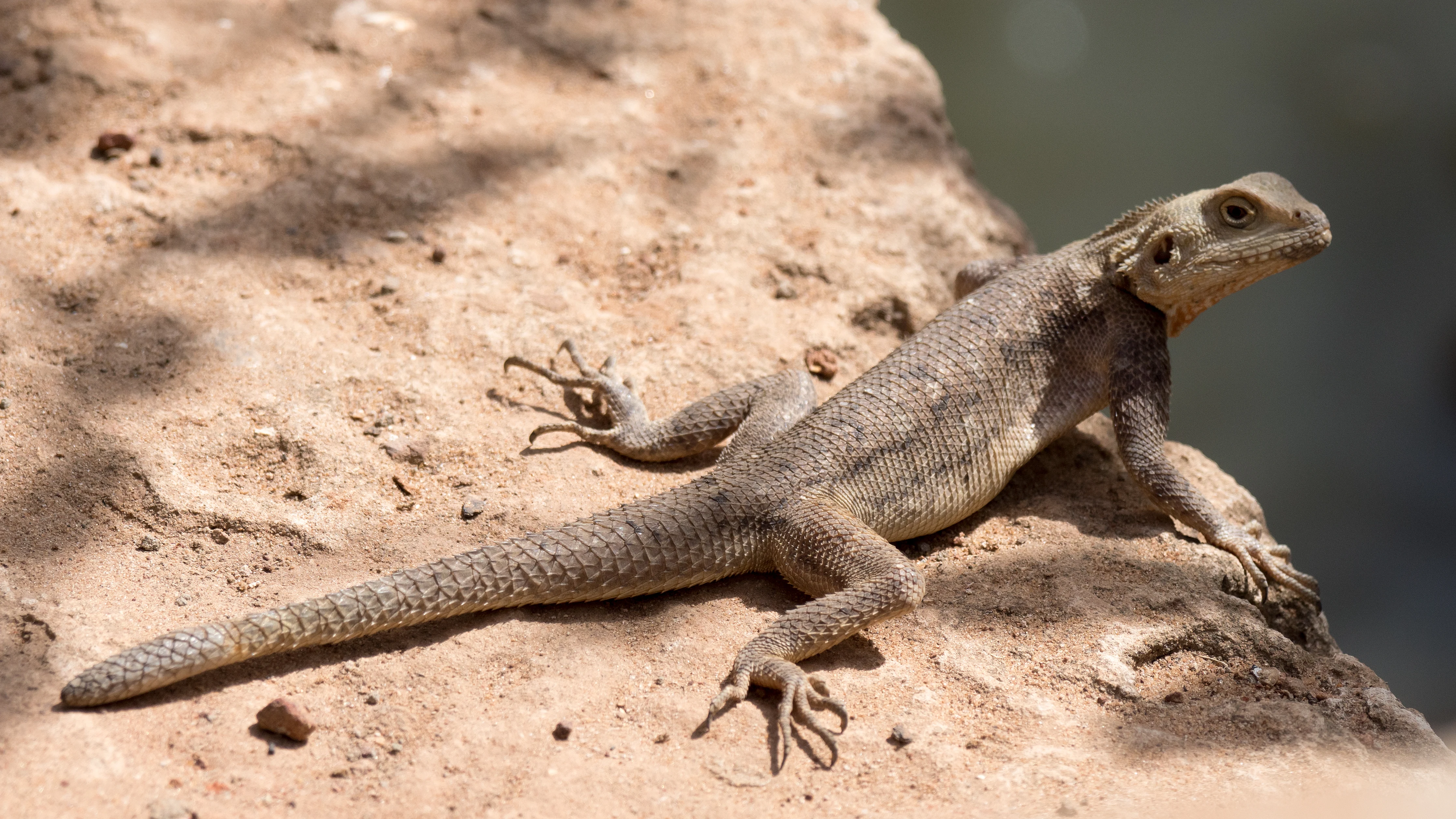 Agama Lizard, The Gambia — photo by Jim Bennett
