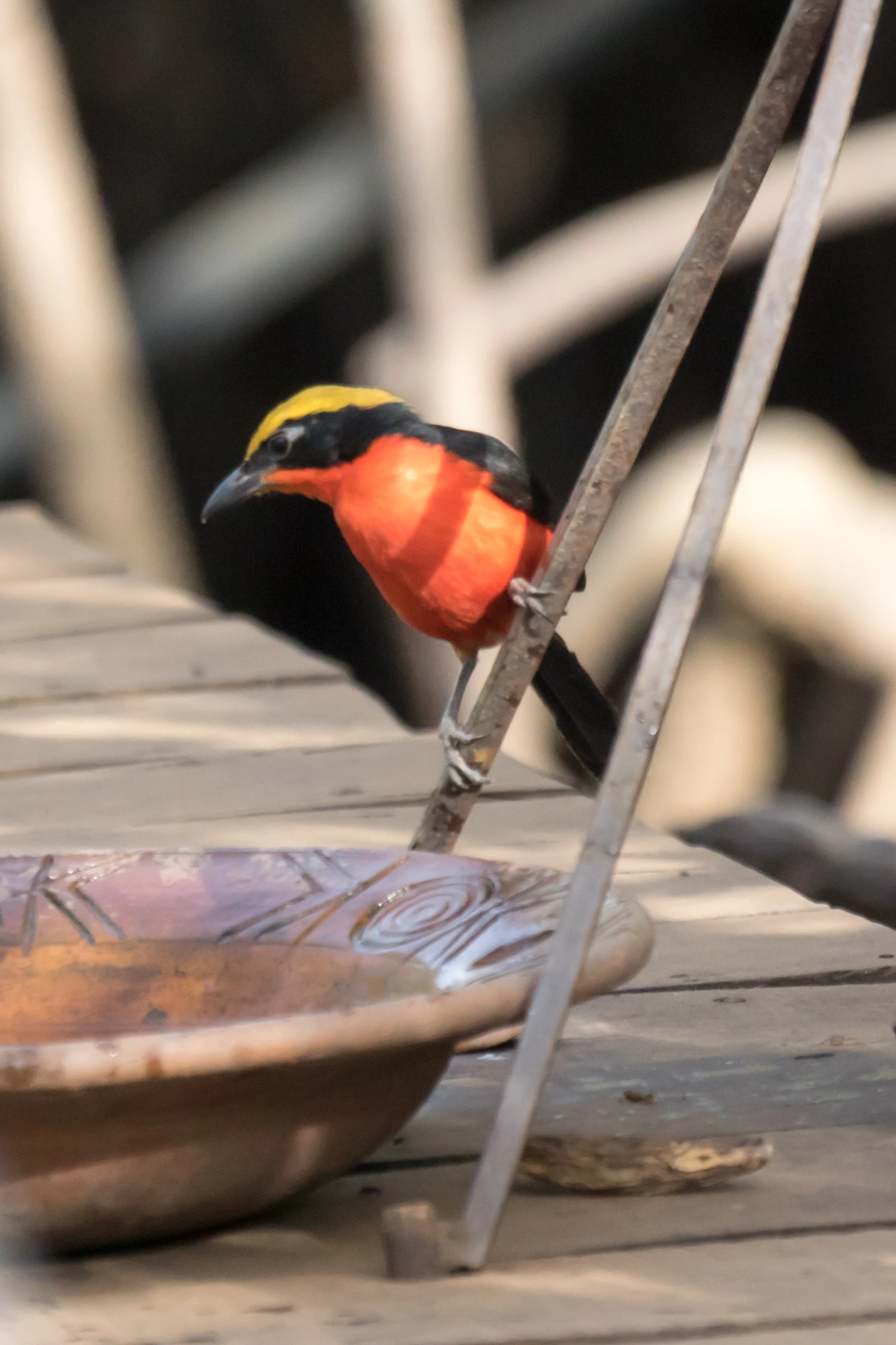 Yellow-crowned Gonolek, The Gambia — photo by Jim Bennett