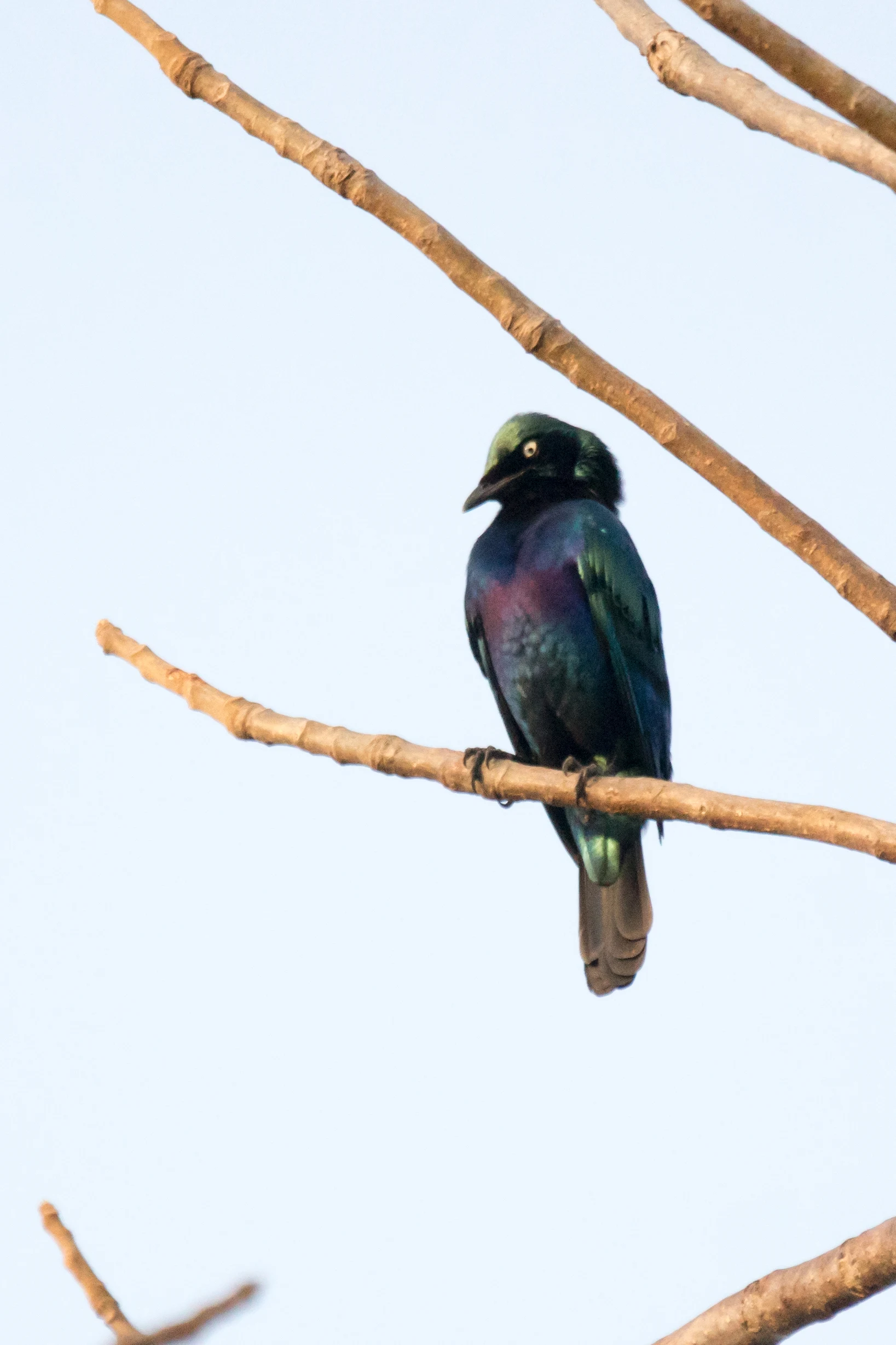 Purple Glossy Starling, The Gambia — photo by Jim Bennett