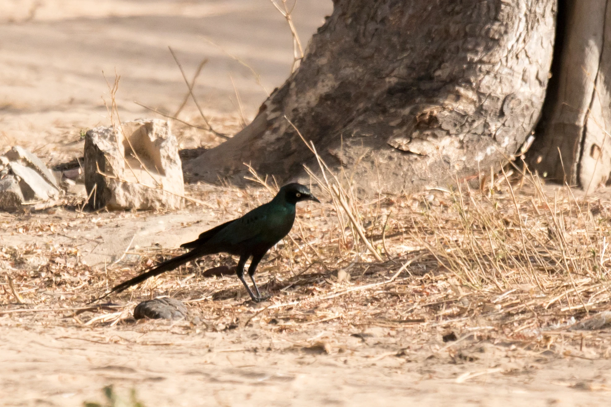 Long-tailed Glossy Starling, The Gambia — photo by Jim Bennett