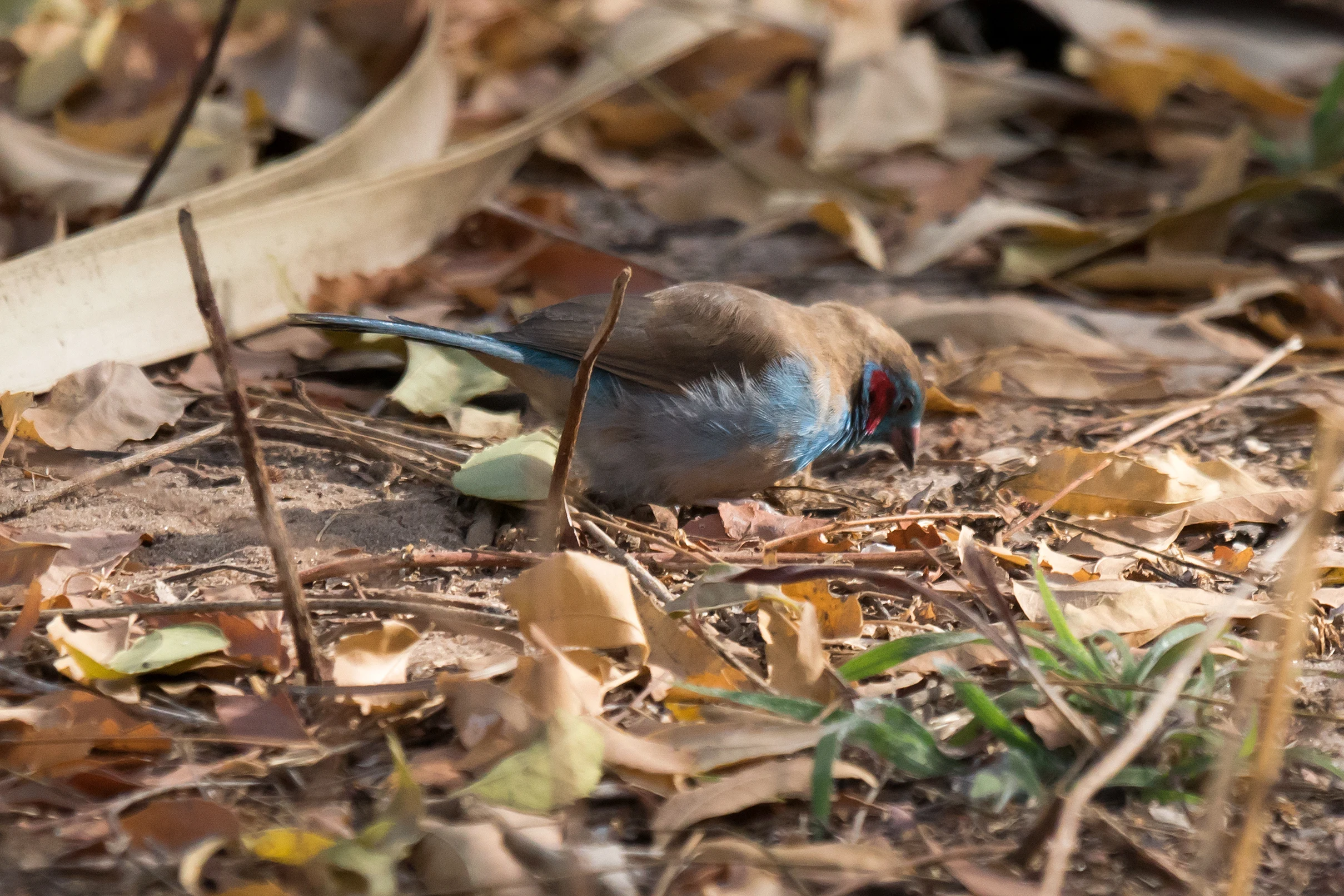 Red-cheeked Cordon-bleu, The Gambia — photo by Jim Bennett