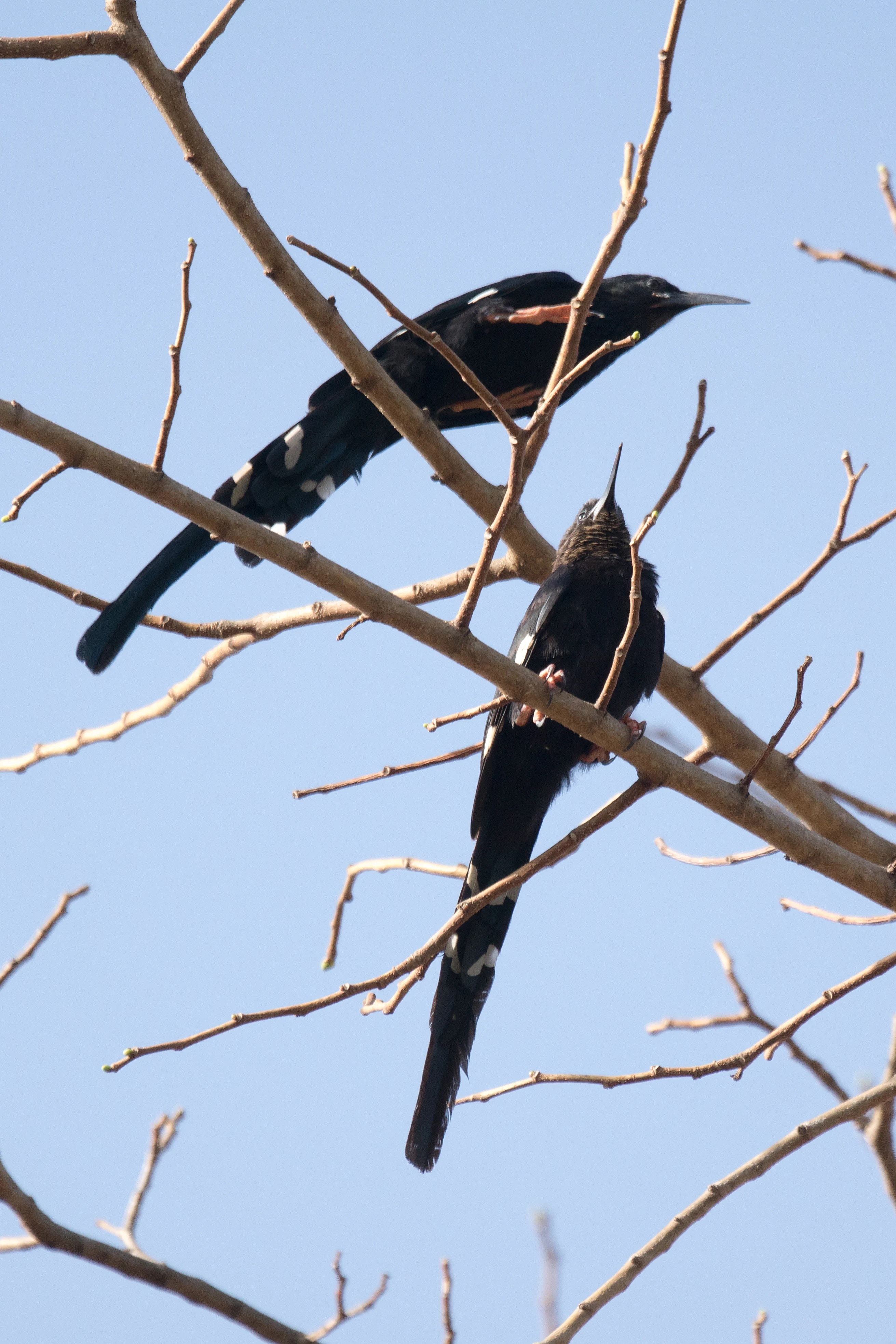 Green Wood-hoopoe, The Gambia — photo by Jim Bennett