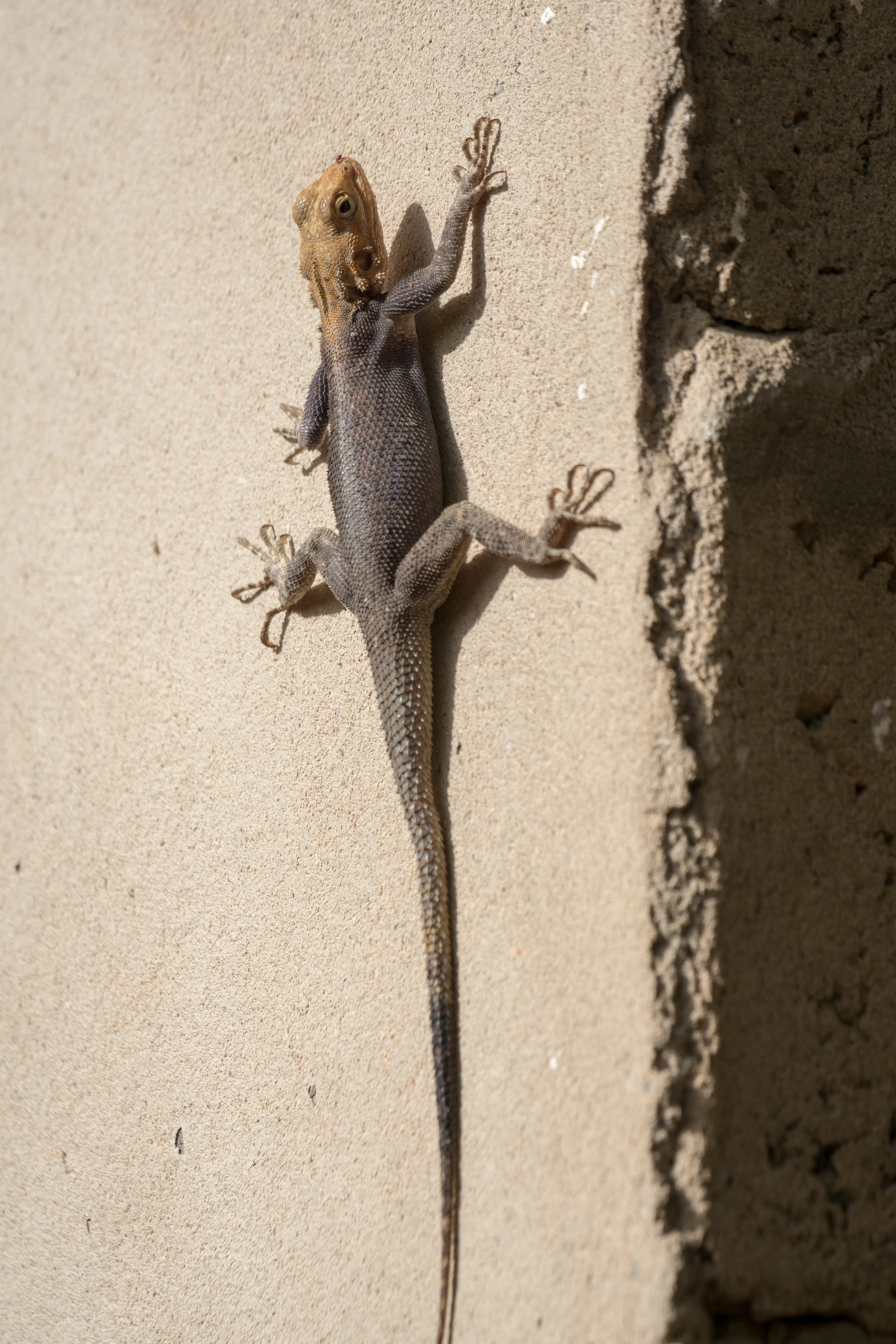 Agama Lizard, The Gambia — photo by Jim Bennett