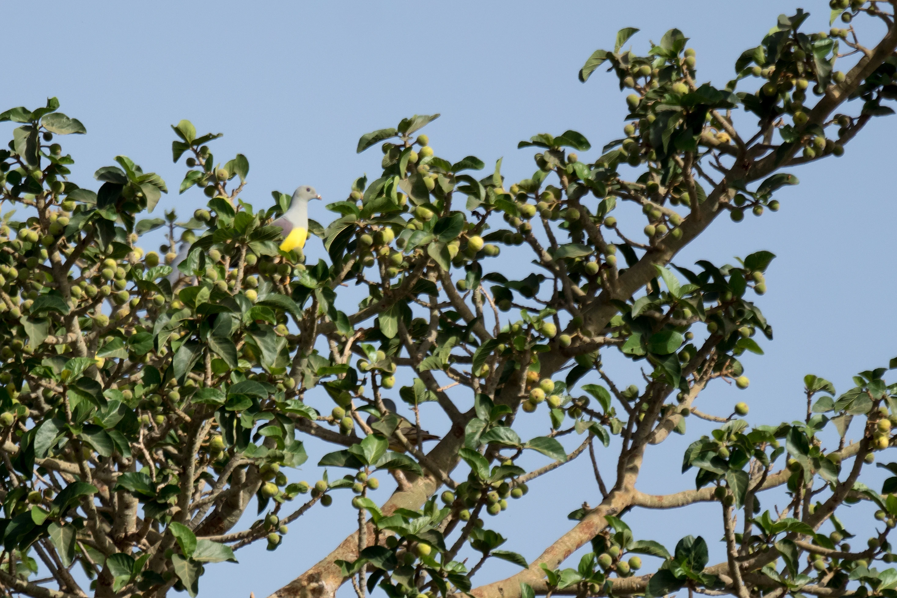 Bruce's Green Pigeon, The Gambia — photo by Jim Bennett
