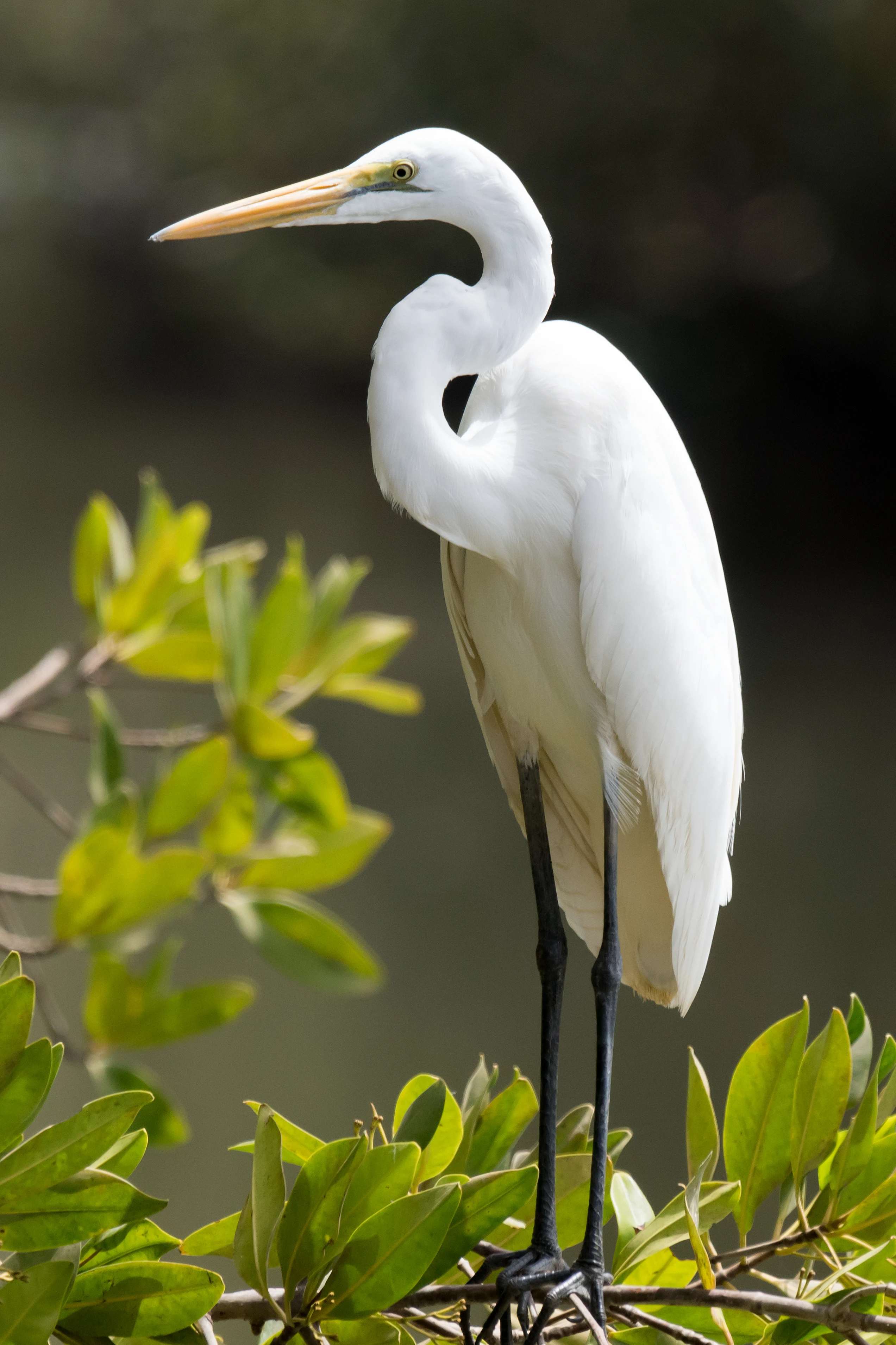 Great Egret, The Gambia — photo by Jim Bennett