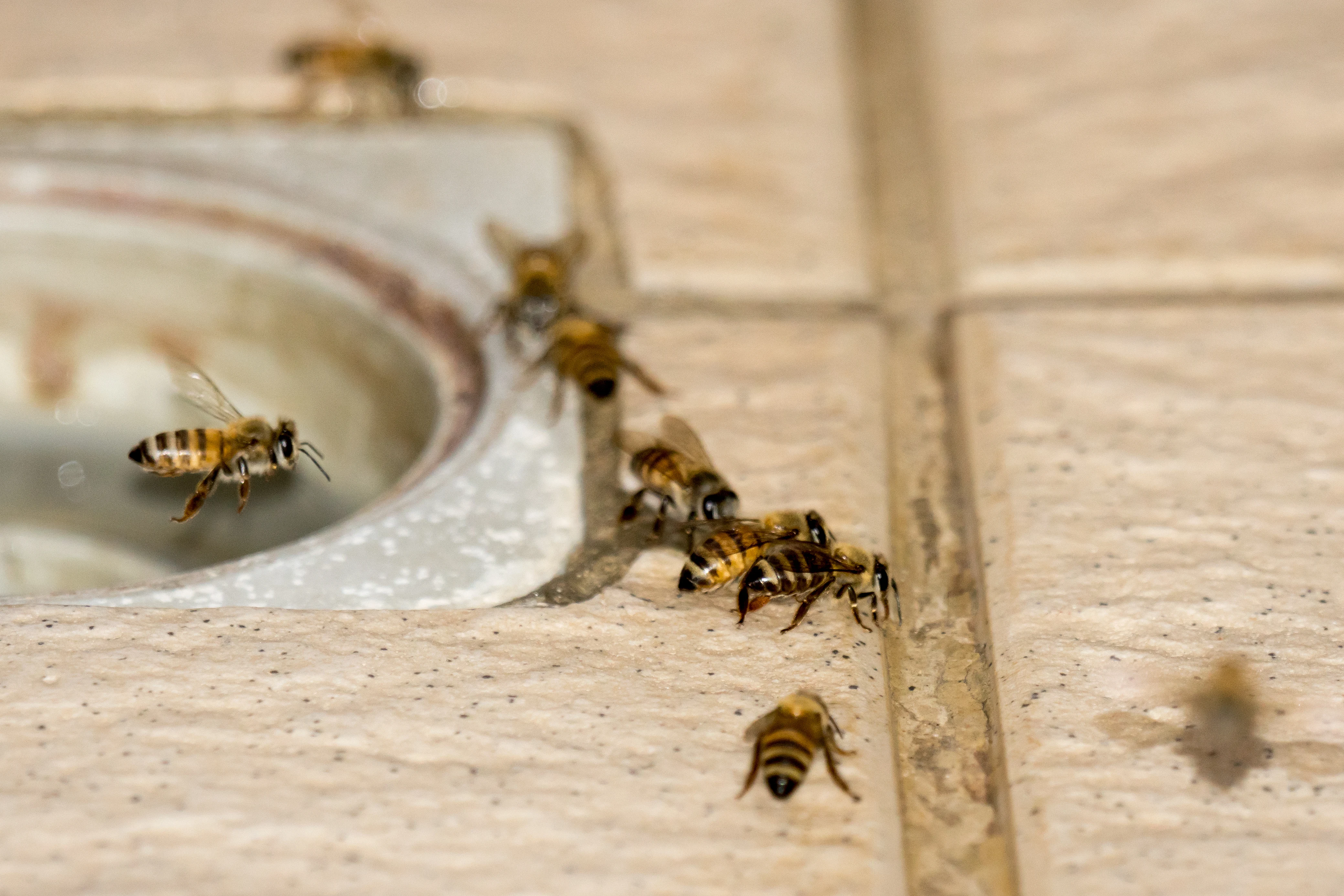 Bees visited our shower every day, The Gambia — photo by Jim Bennett