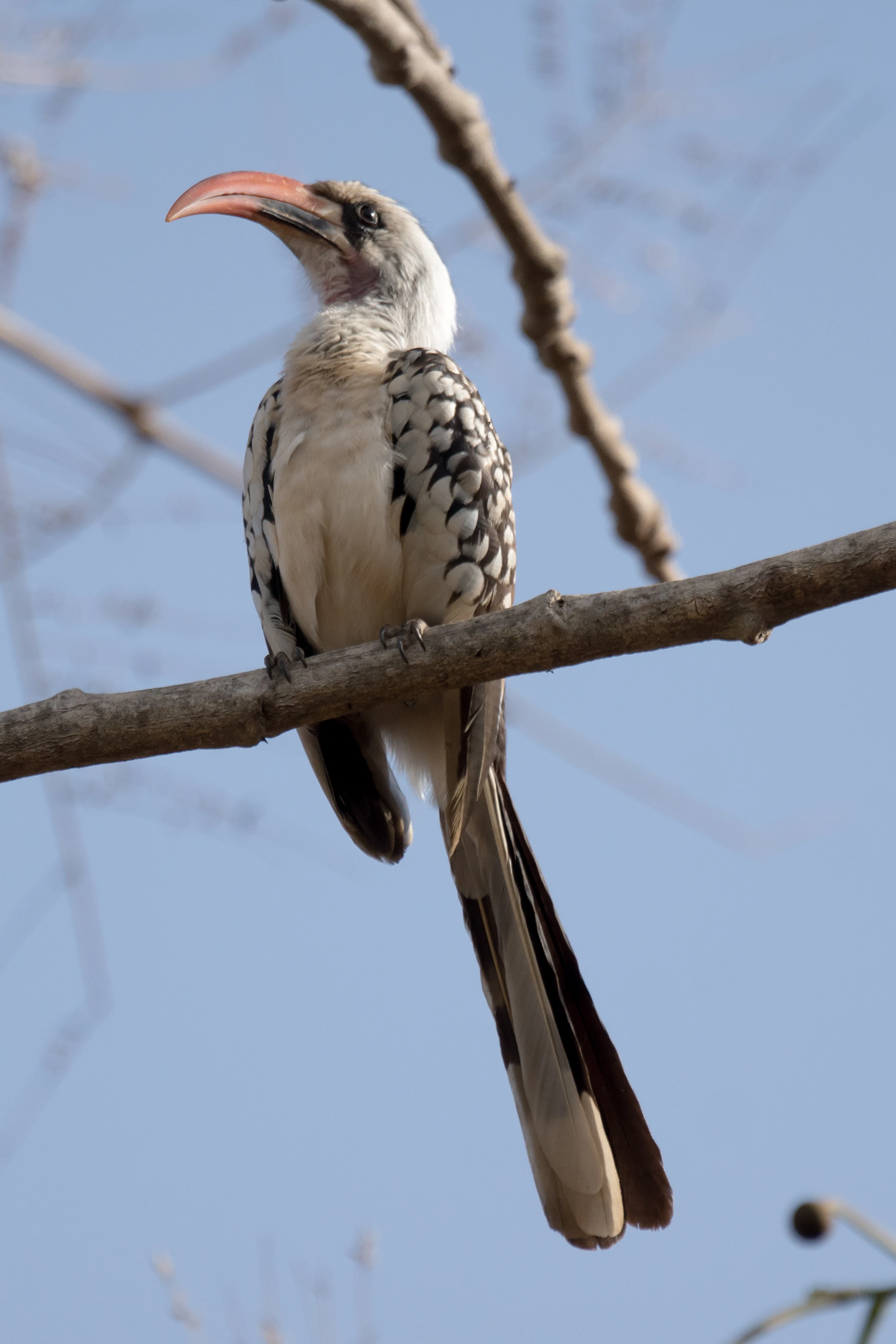 Western Red-billed Hornbill, The Gambia — photo by Jim Bennett