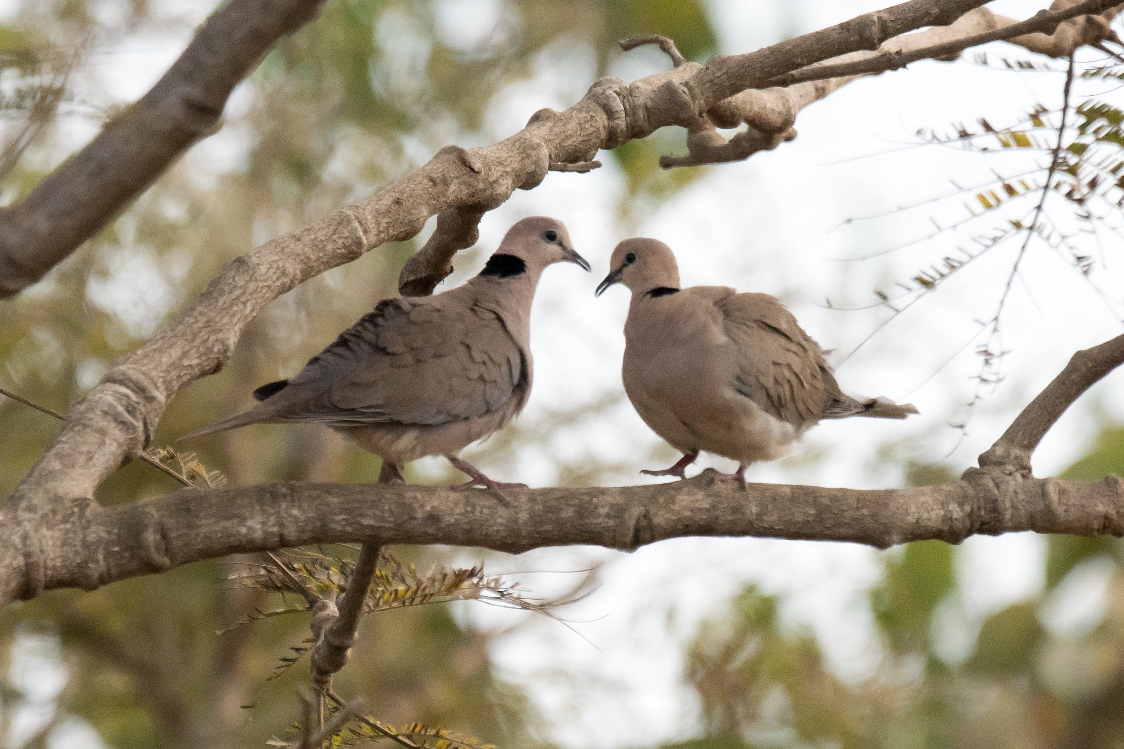 Vinaceous Dove, The Gambia — photo by Jim Bennett