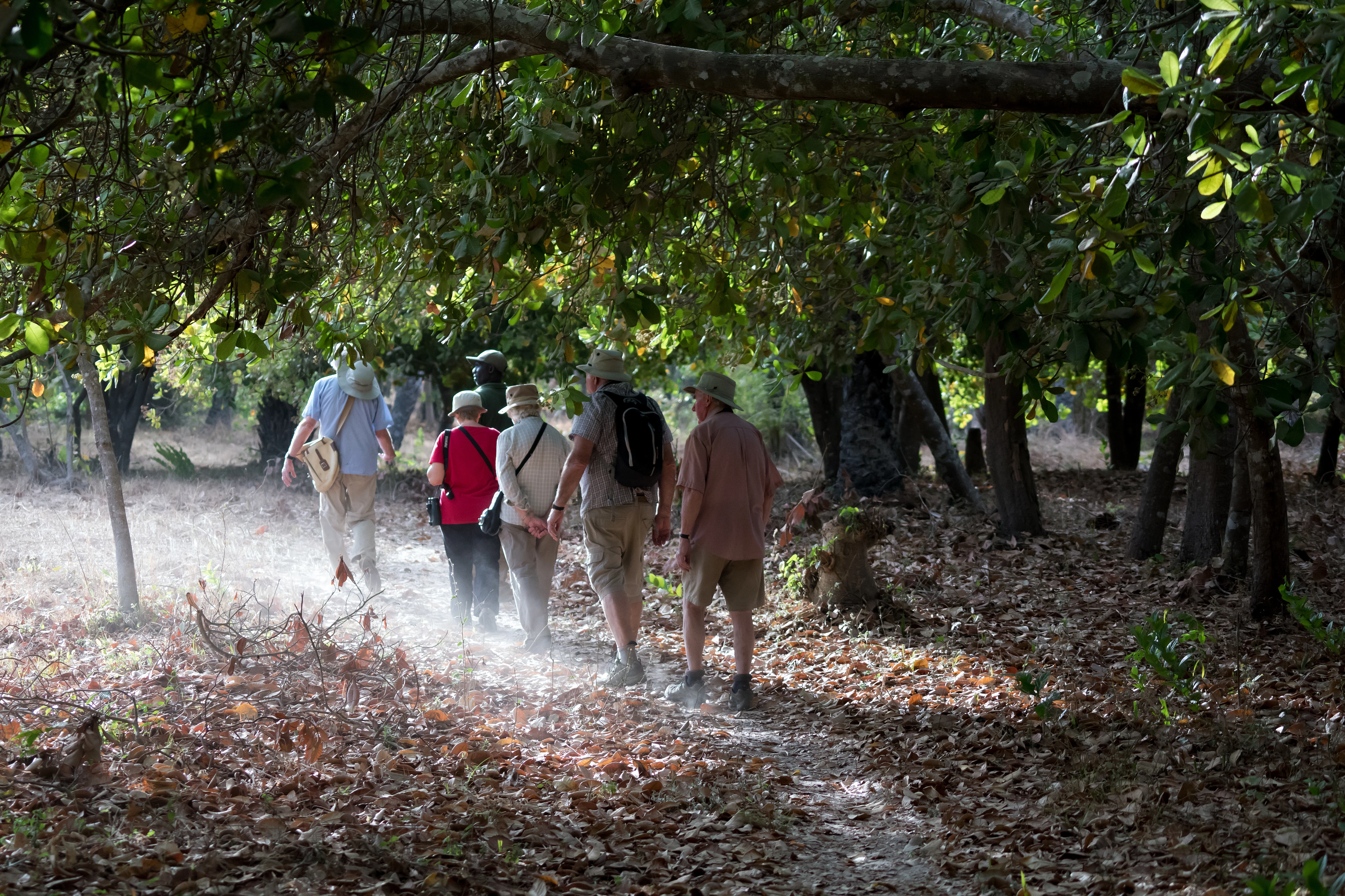 Cashew nut plantation, The Gambia — photo by Jim Bennett