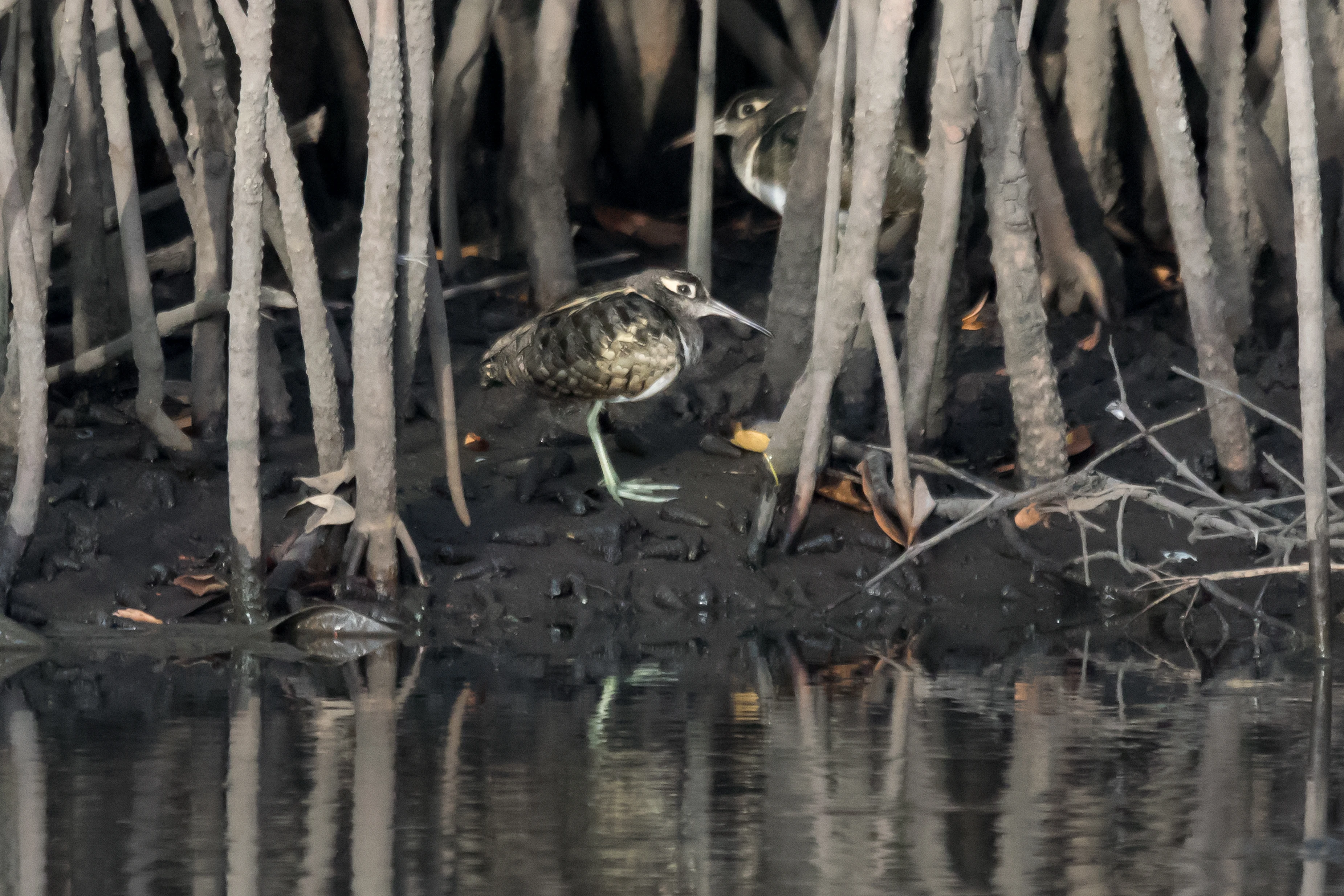 male Greater Painted Snipe, The Gambia — photo by Jim Bennett