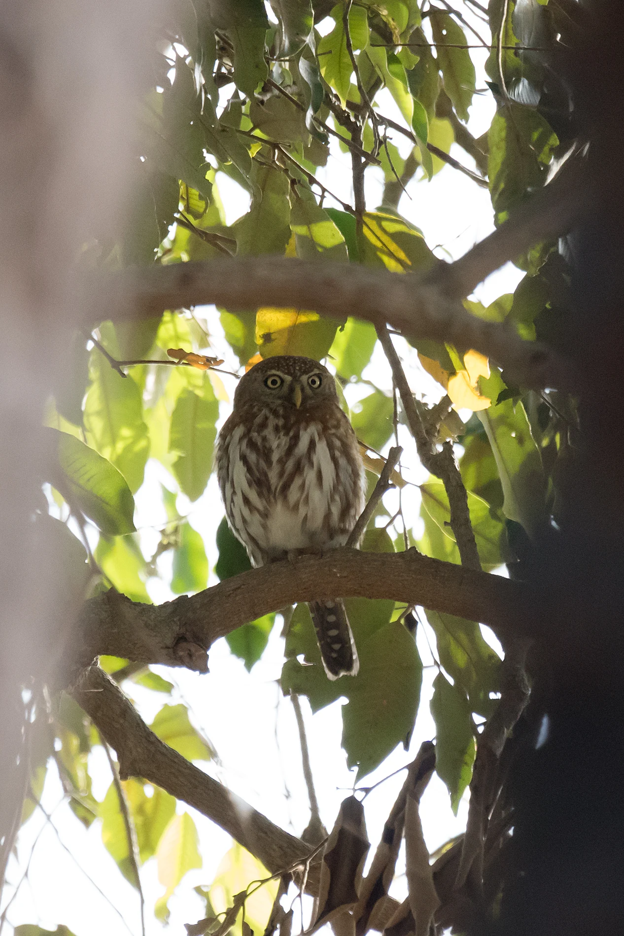 Pearl-spotted Owlet, The Gambia — photo by Jim Bennett