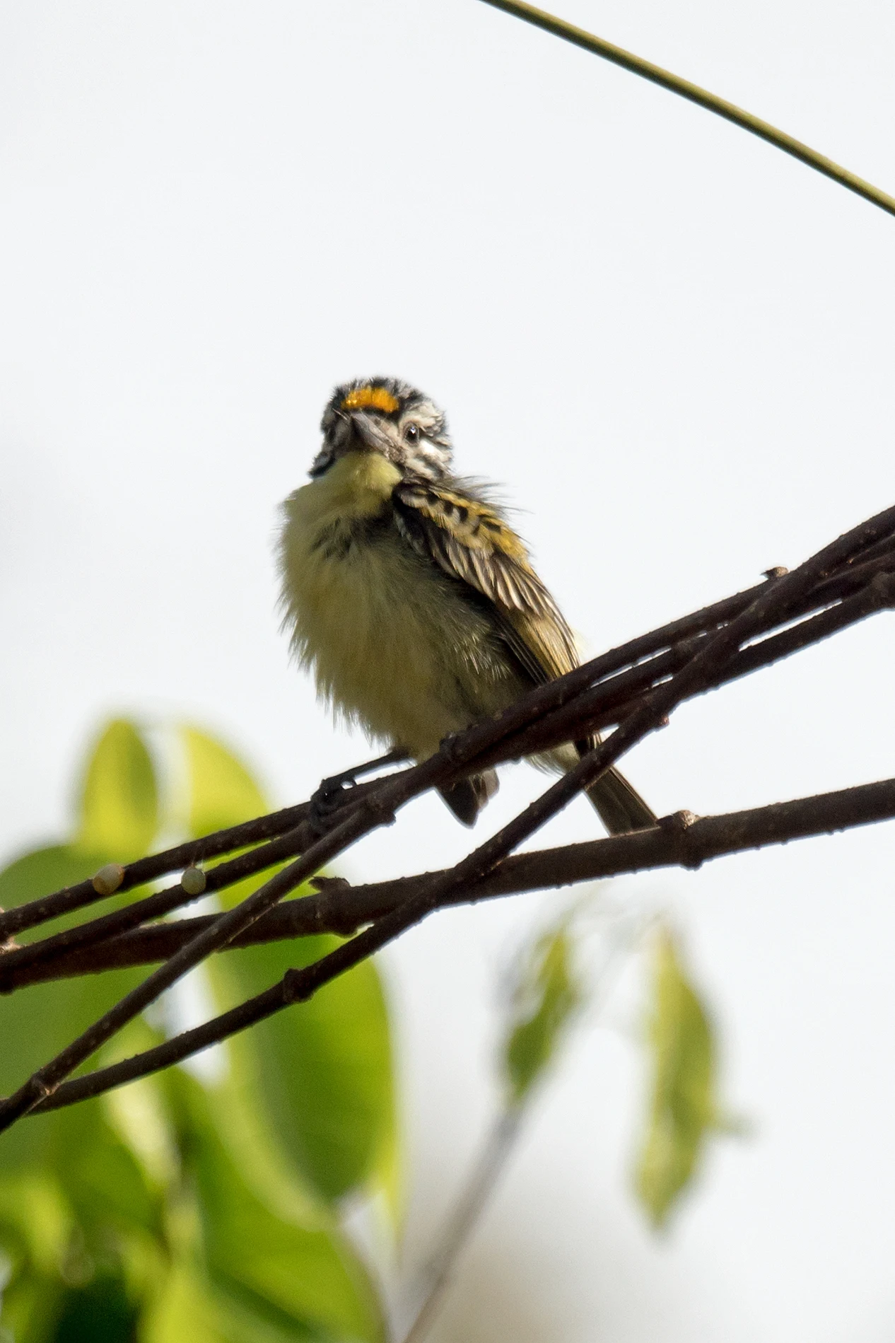 Yellow-fronted Tinkerbird, The Gambia — photo by Jim Bennett