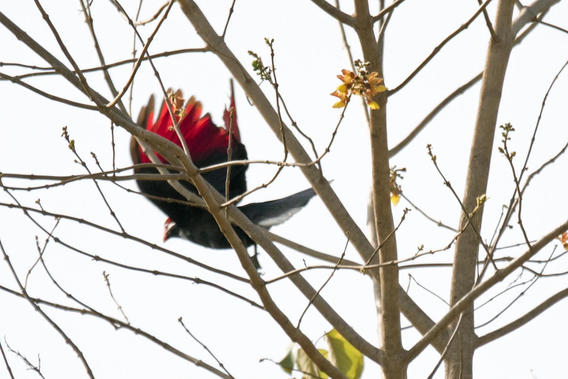 Violet Turaco, The Gambia — photo by Jim Bennett