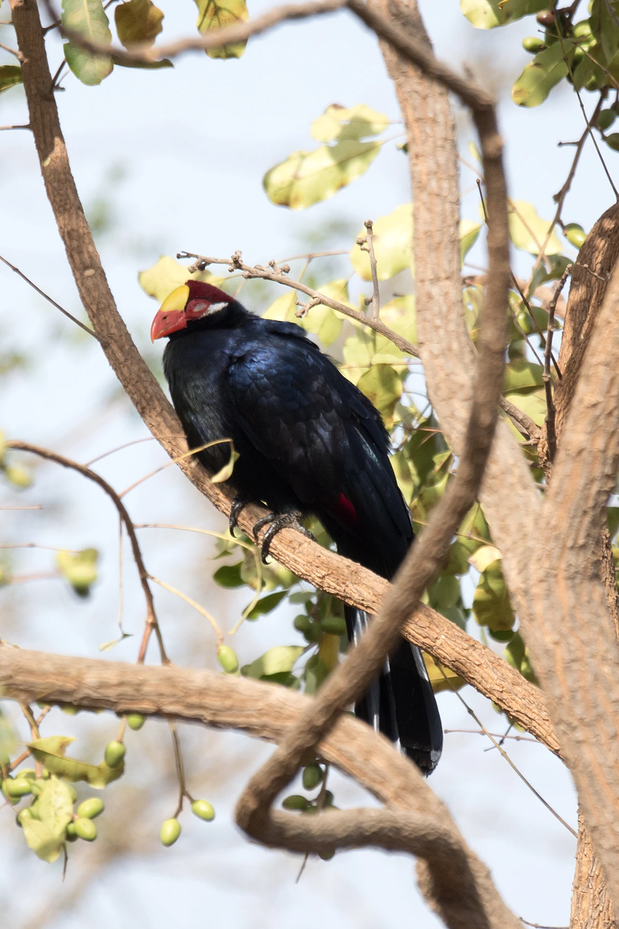 Violet Turaco, The Gambia — photo by Jim Bennett