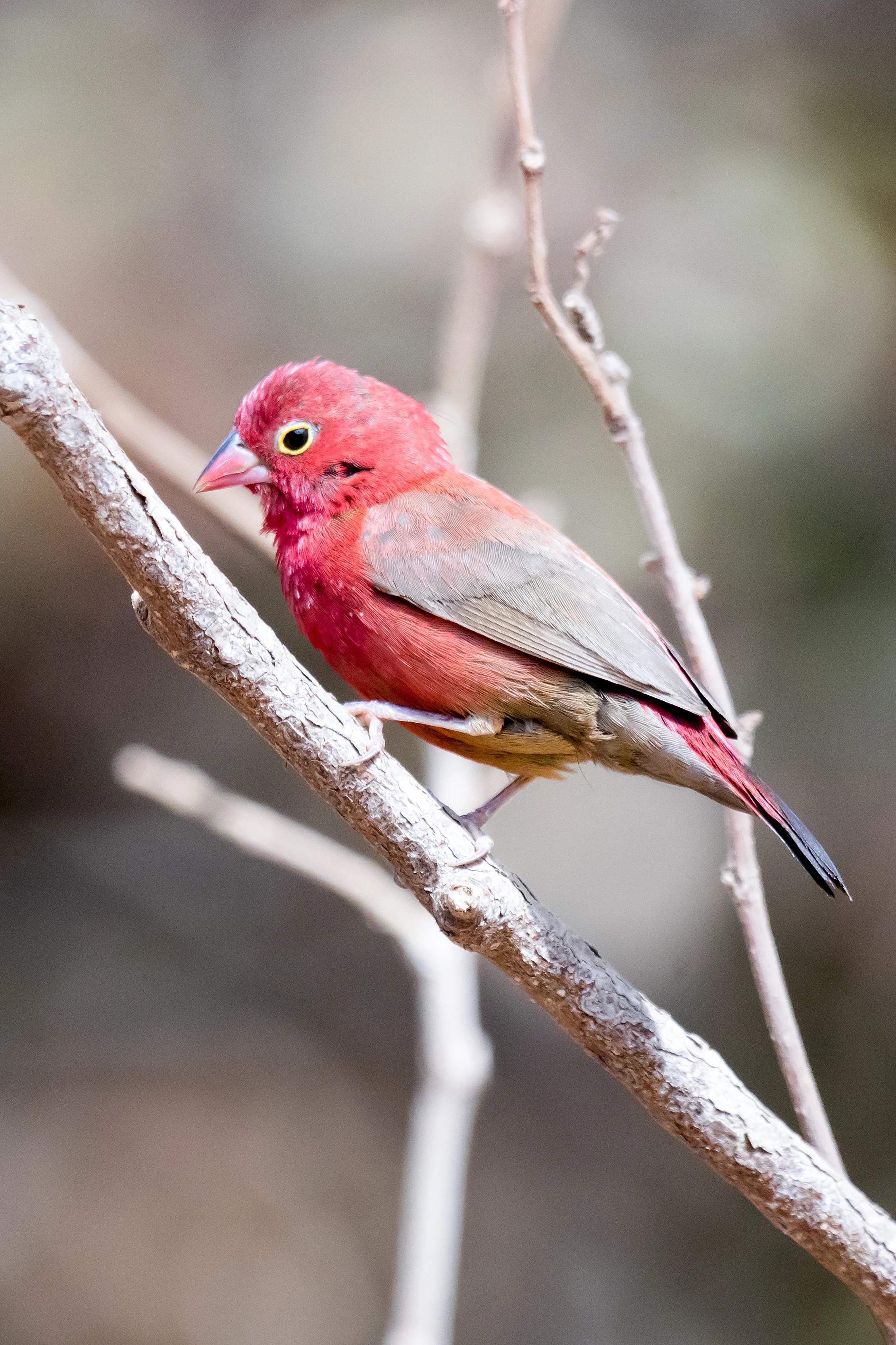 male Red-billed Firefinch, The Gambia — photo by Jim Bennett