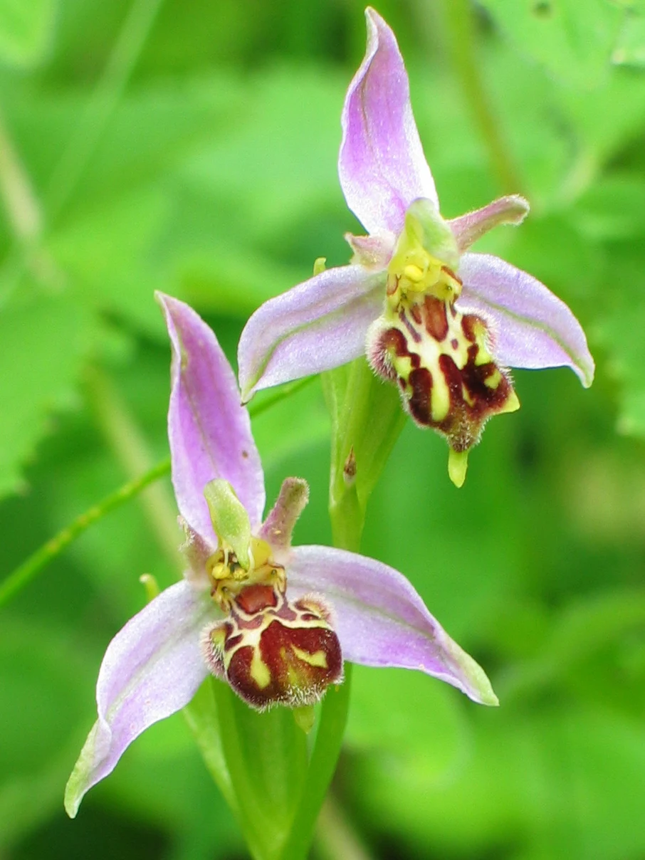 Bee Orchid, Warburg Reserve, Berkshire, UK — photo by Jim Bennett