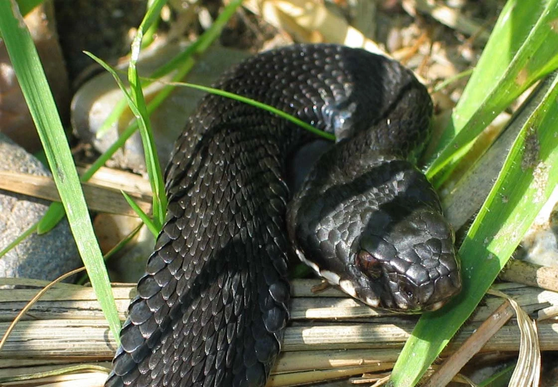 Adder, Minsmere, Suffolk, UK — photo by Jim Bennett