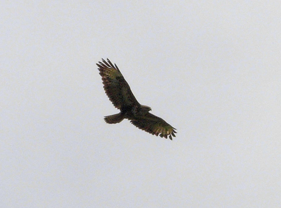 Buzzard, Azores, Portugal — photo by Jim Bennett