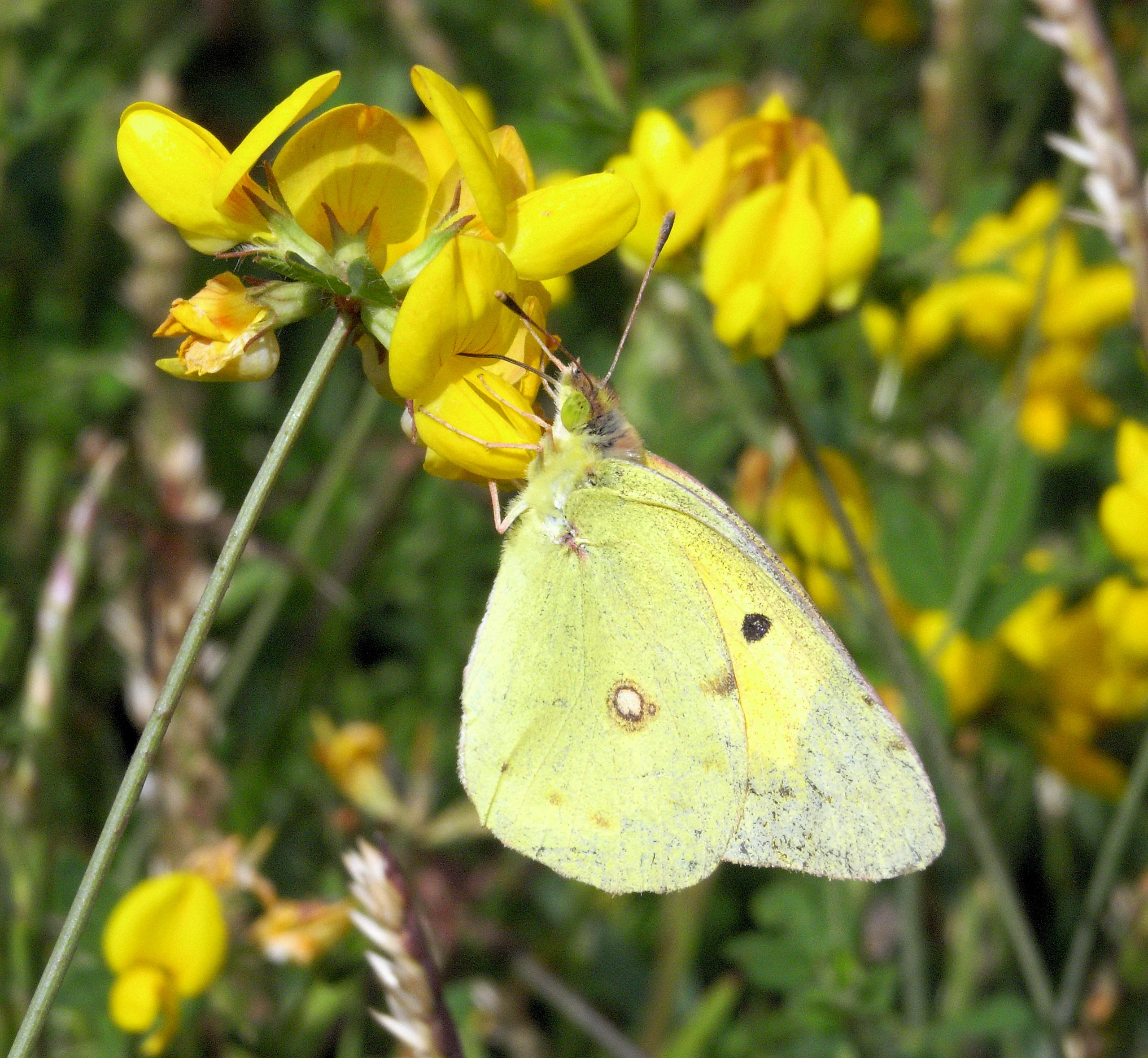 Clouded Yellow, Azores, Portugal — photo by Jim Bennett