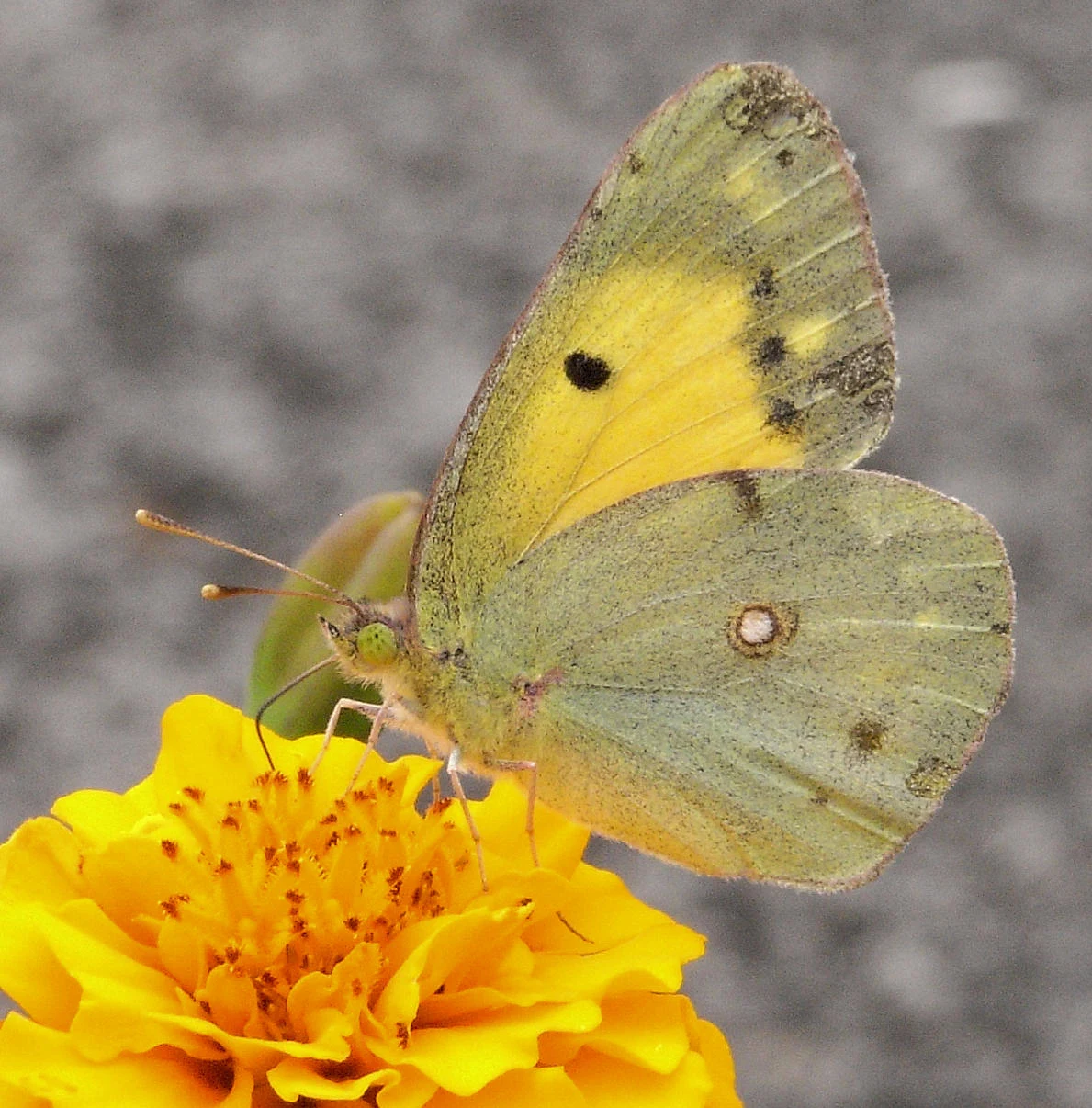 Clouded Yellow, Azores, Portugal — photo by Jim Bennett