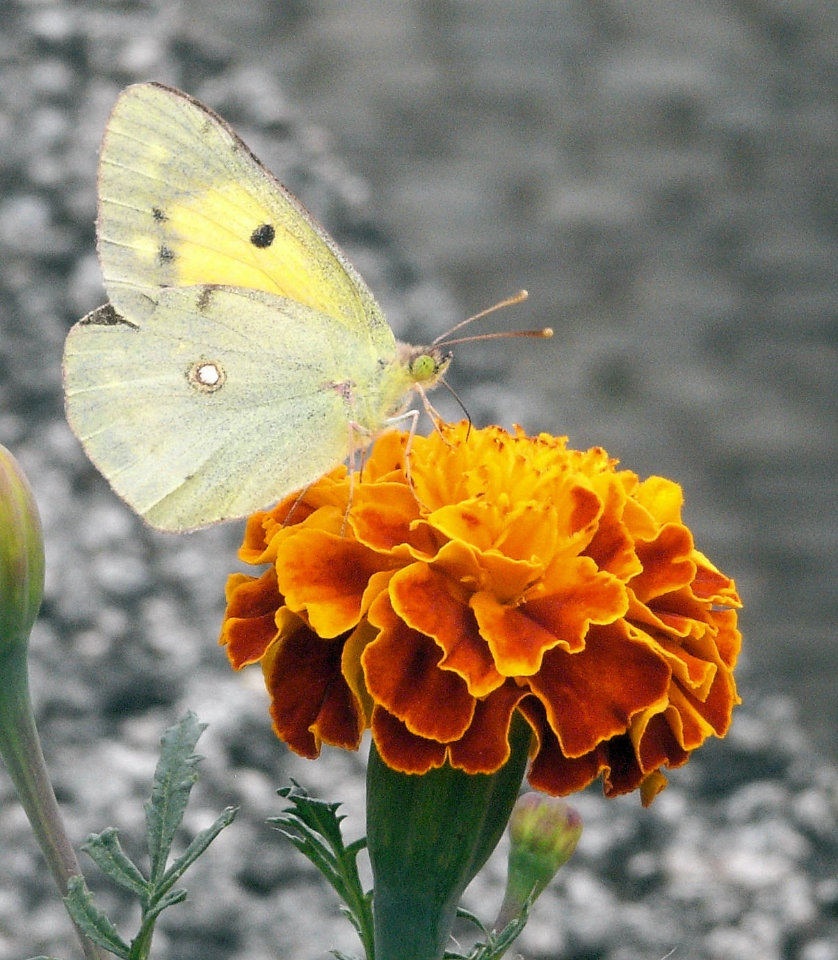 Clouded Yellow, Azores, Portugal — photo by Jim Bennett