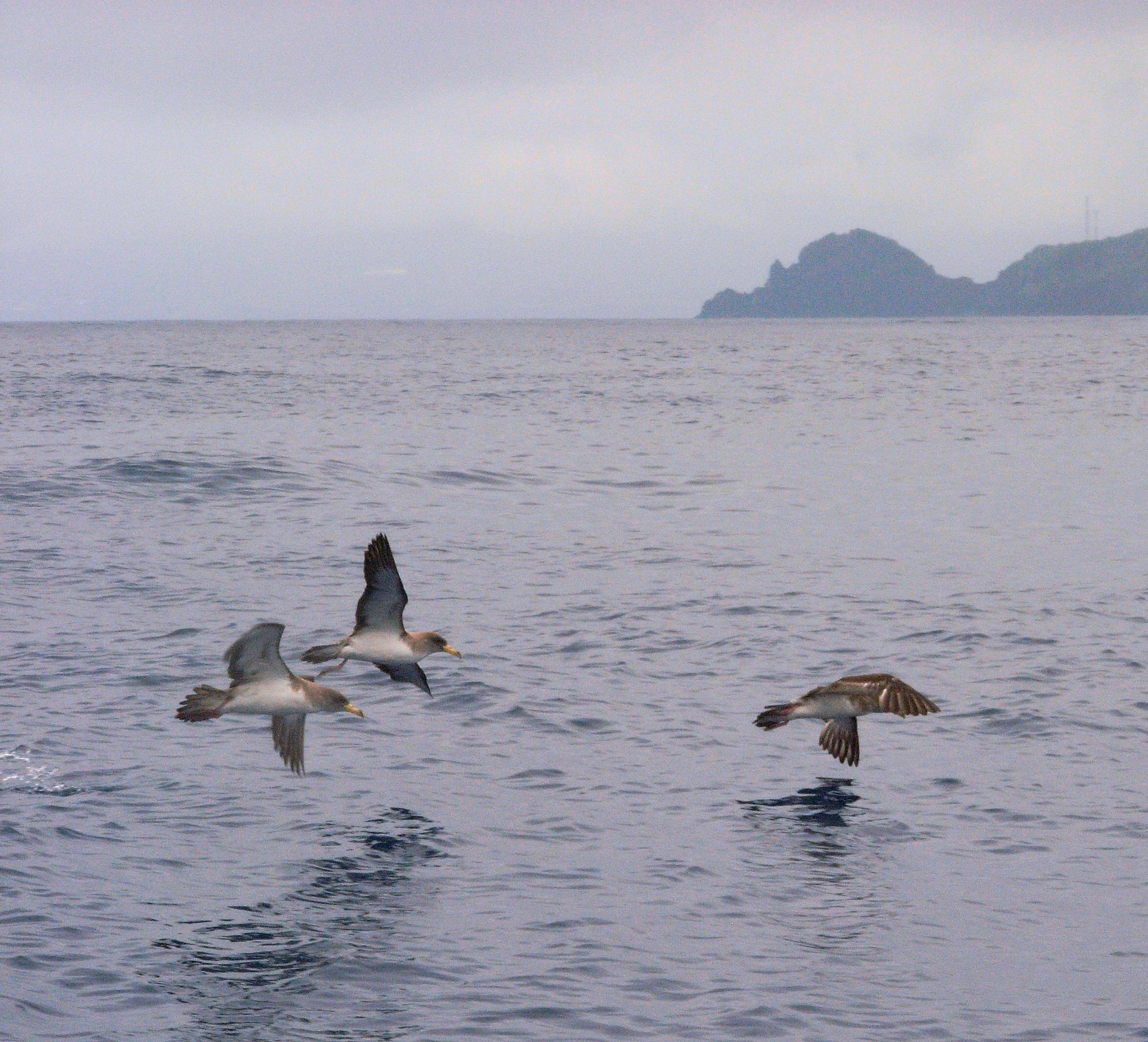 Cory's Shearwaters, off Pico, Azores, Portugal — photo by Jim Bennett