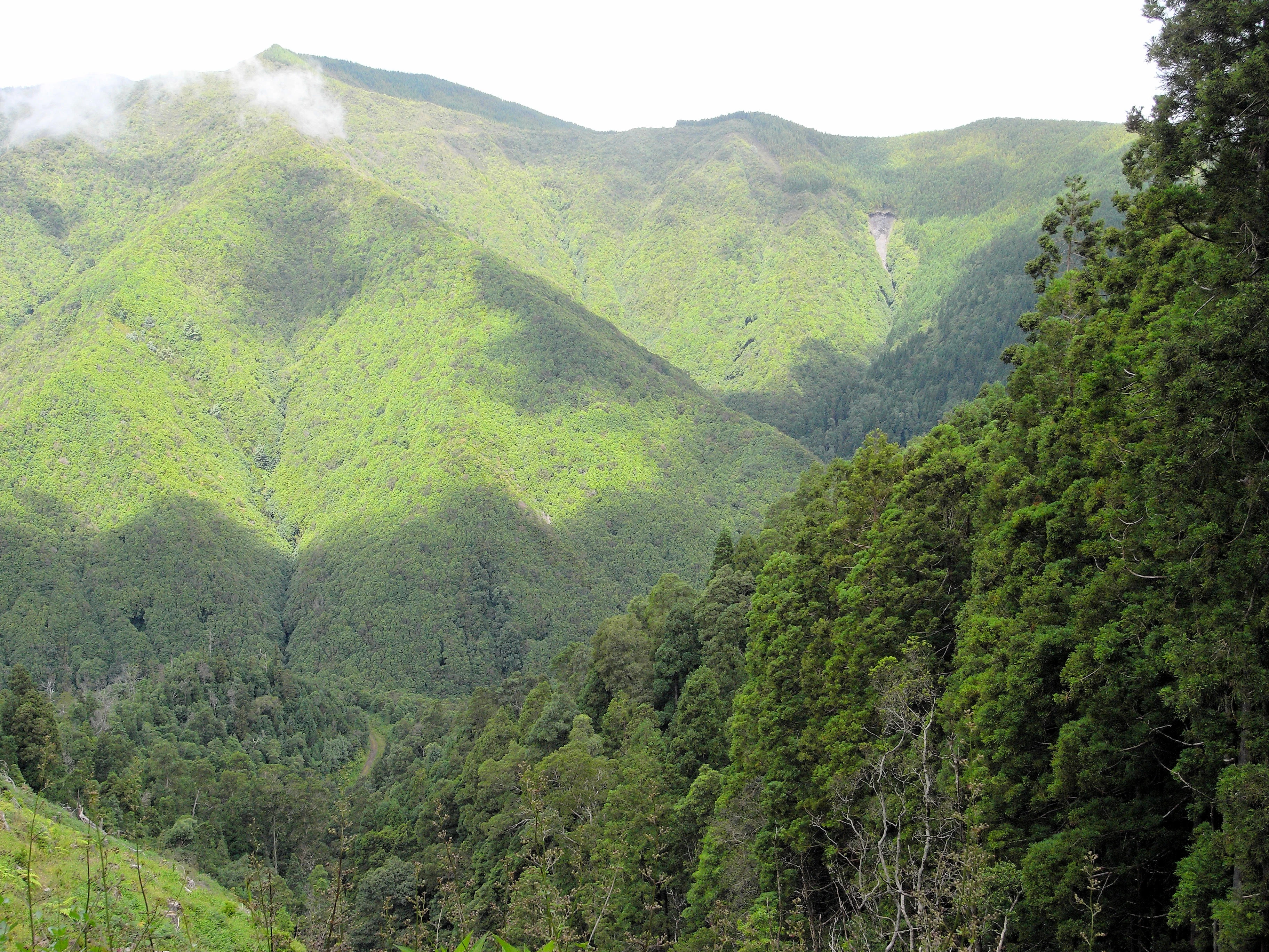 Cryptomeria Forest, Azores, Portugal — photo by Jim Bennett