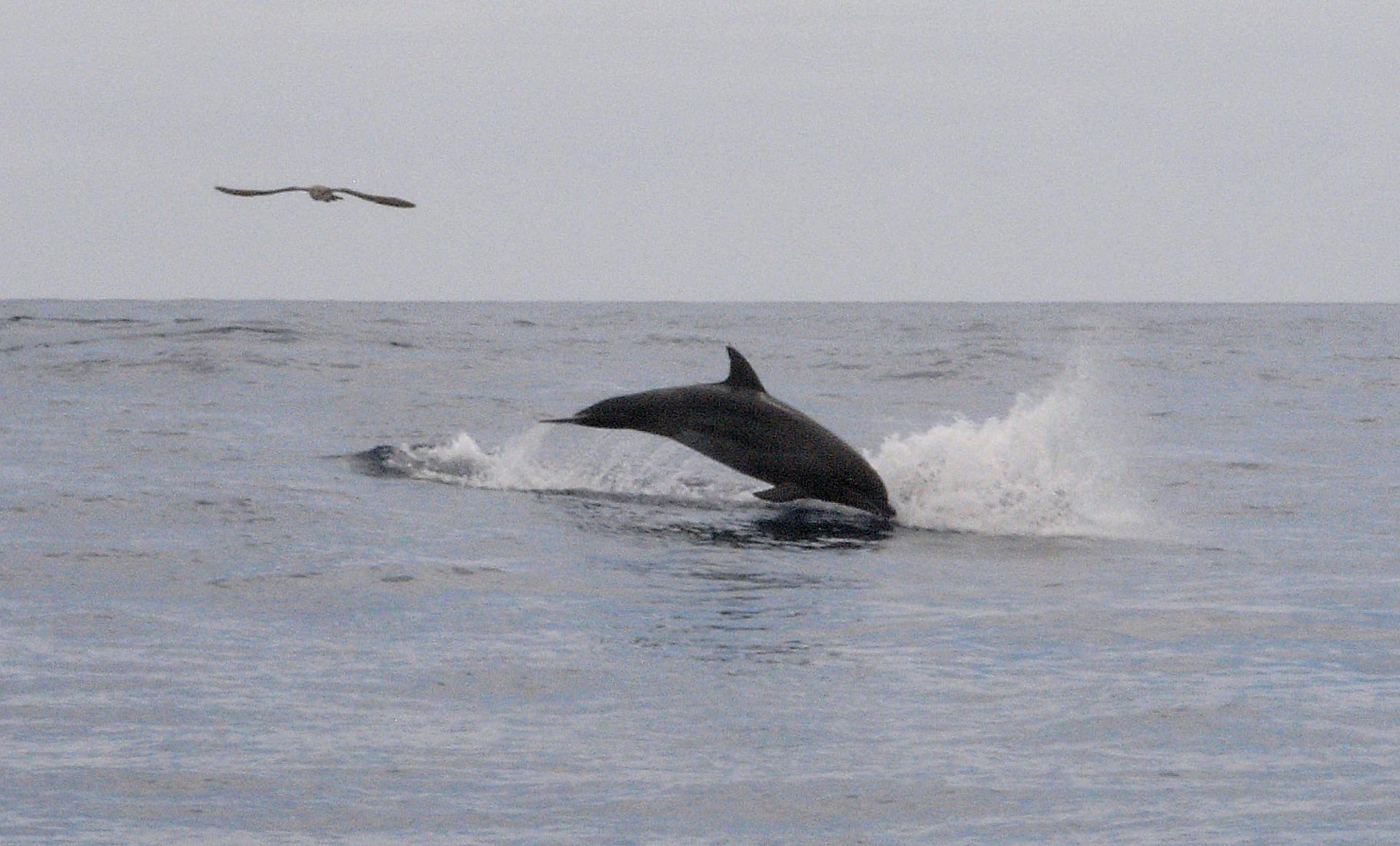 Bottlenose Dolphin, off Villa Franco, Azores, Portugal — photo by Jim Bennett
