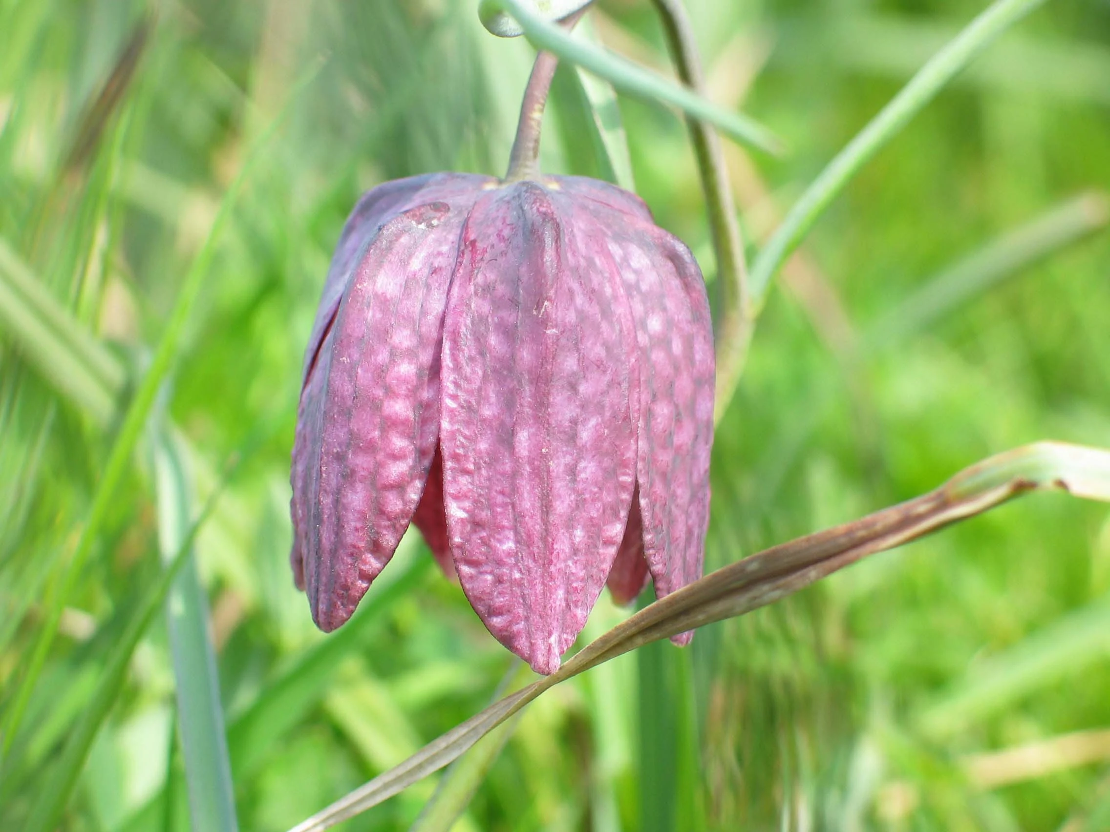 Fritillary, Iffley Meadows, Oxford, Oxfordshire, UK — photo by Jim Bennett