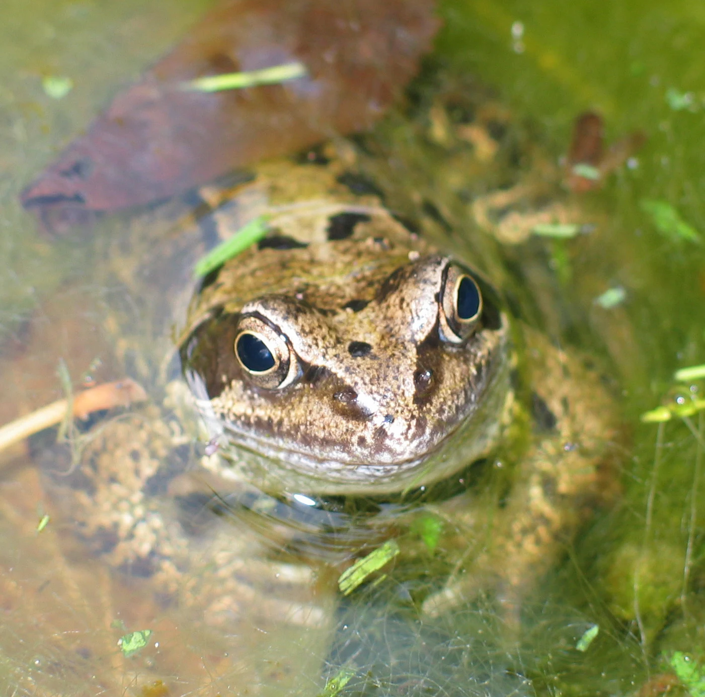 Frog, Culham, Oxfordshire, UK — photo by Jim Bennett