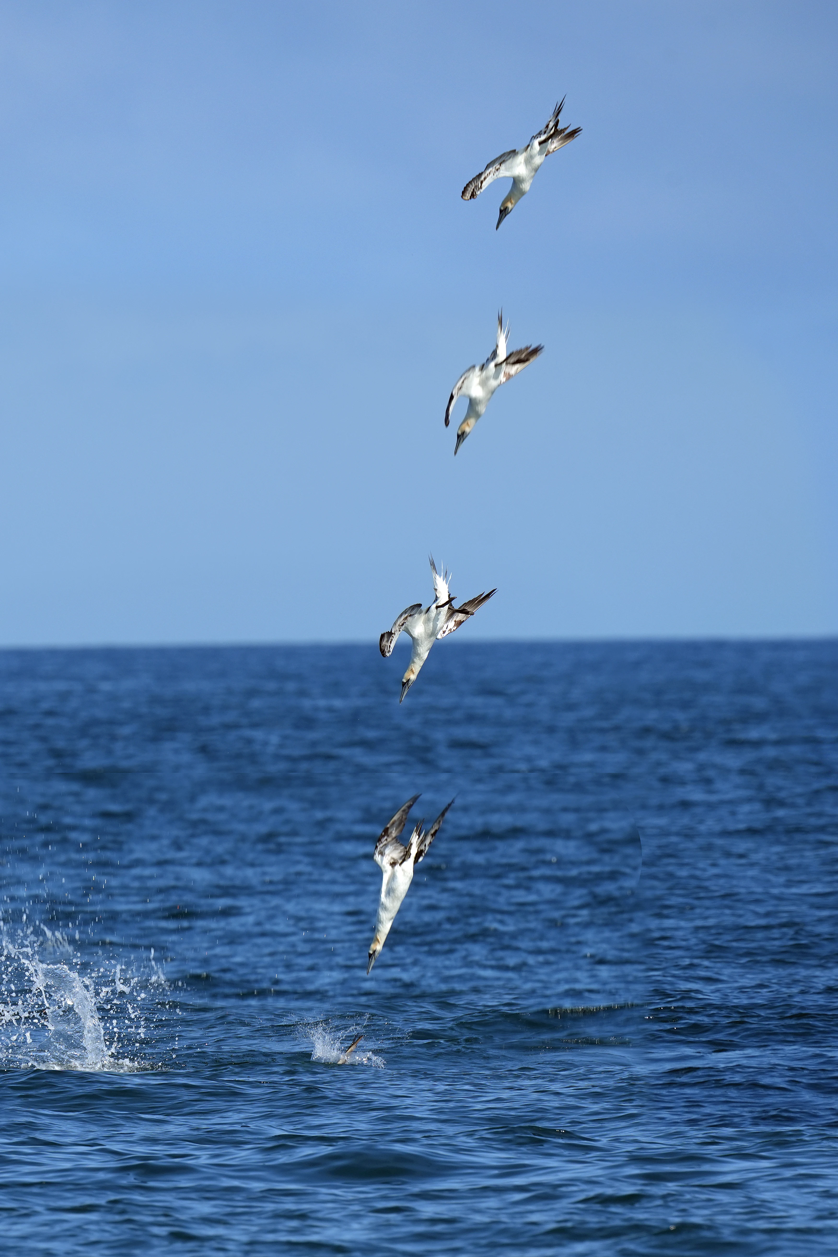 Northern Gannet diving, Falmouth Bay, Cornwall, UK — photo by Jim Bennett