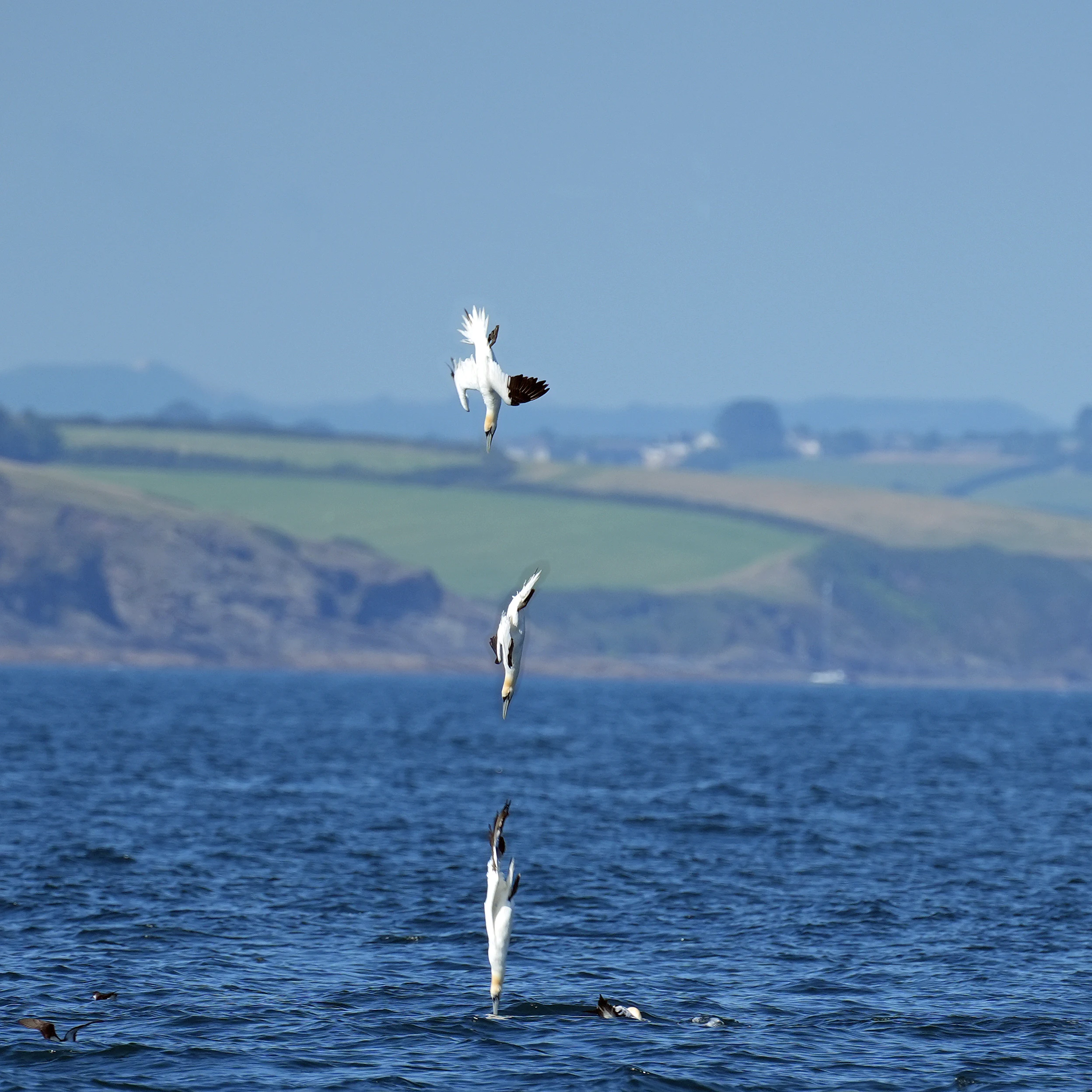 Northern Gannet diving, Falmouth Bay, Cornwall, UK — photo by Jim Bennett