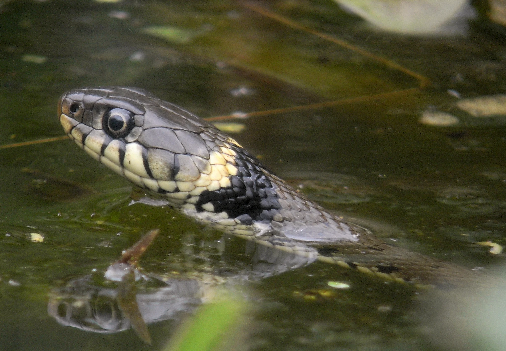 Grass Snake, Rutland Water, UK — photo by Jim Bennett
