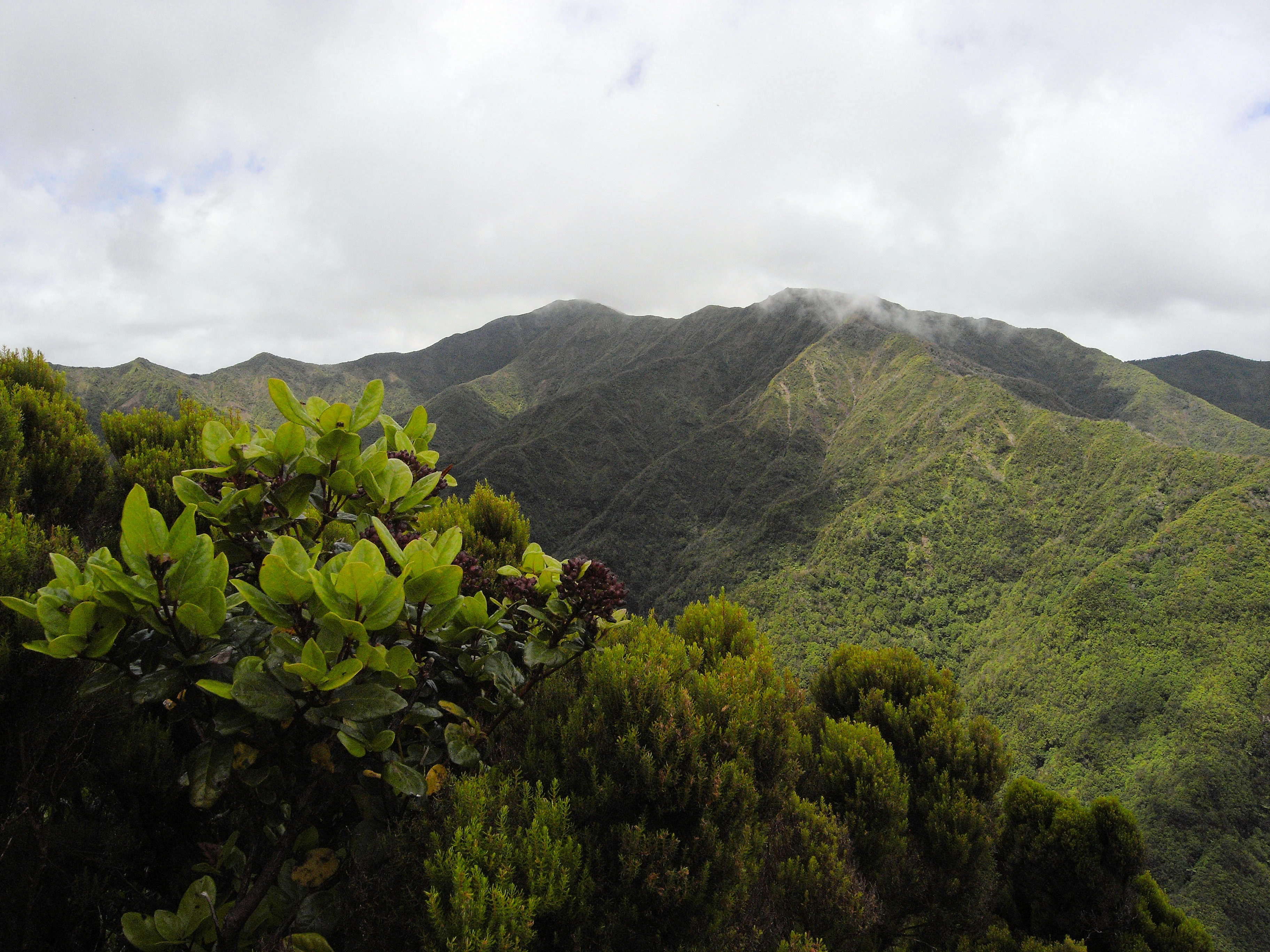 Pico Da Var, The highest point on Sao Miguel, with native laurel & heather, Azores, Portugal — photo by Jim Bennett