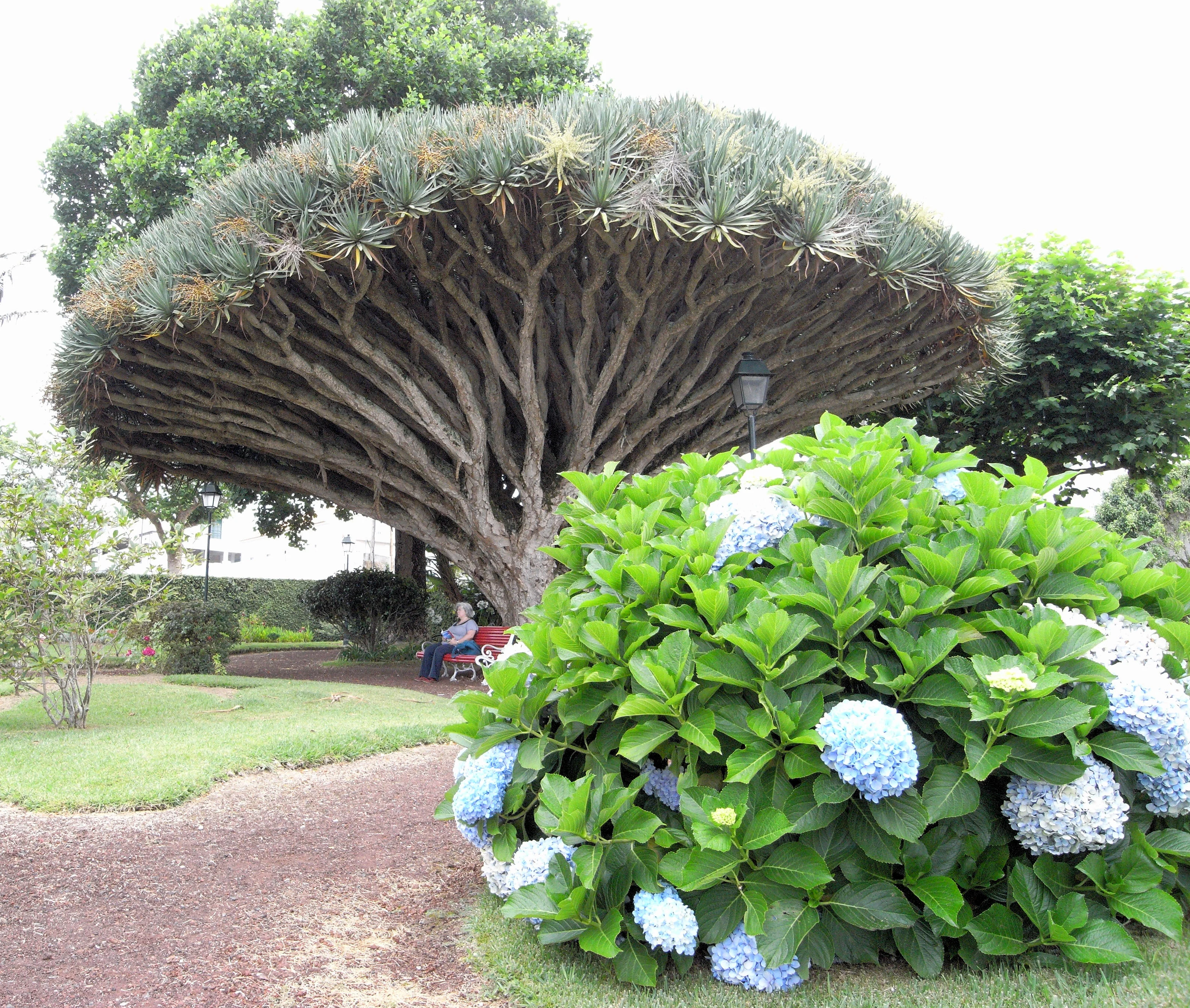 Dragon Tree, Horta, Azores, Portugal — photo by Jim Bennett