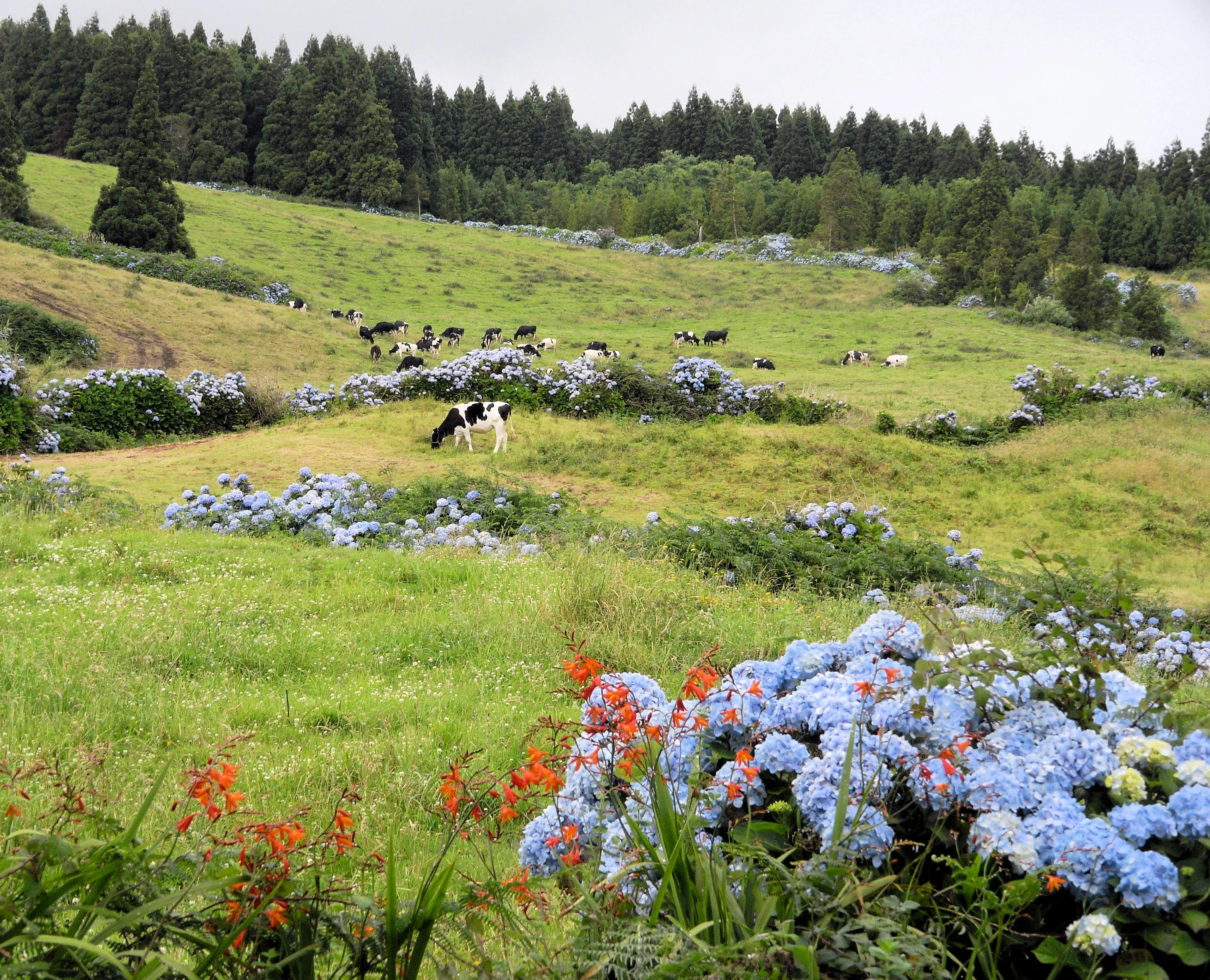 Cows & Hydrangers, Azores, Portugal — photo by Jim Bennett