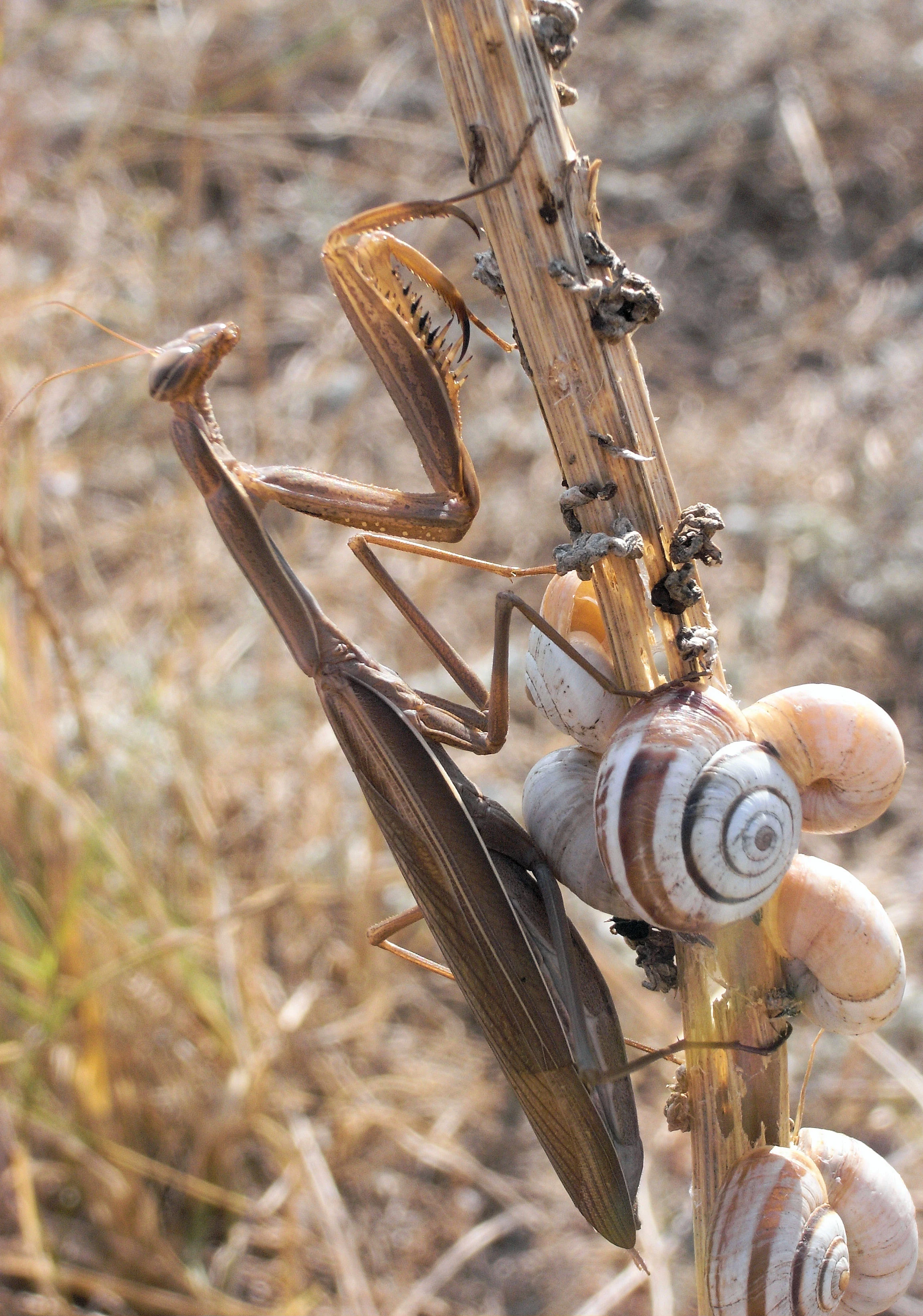 Praying Mantis, Yaylata, Bulgaria — photo by Jim Bennett