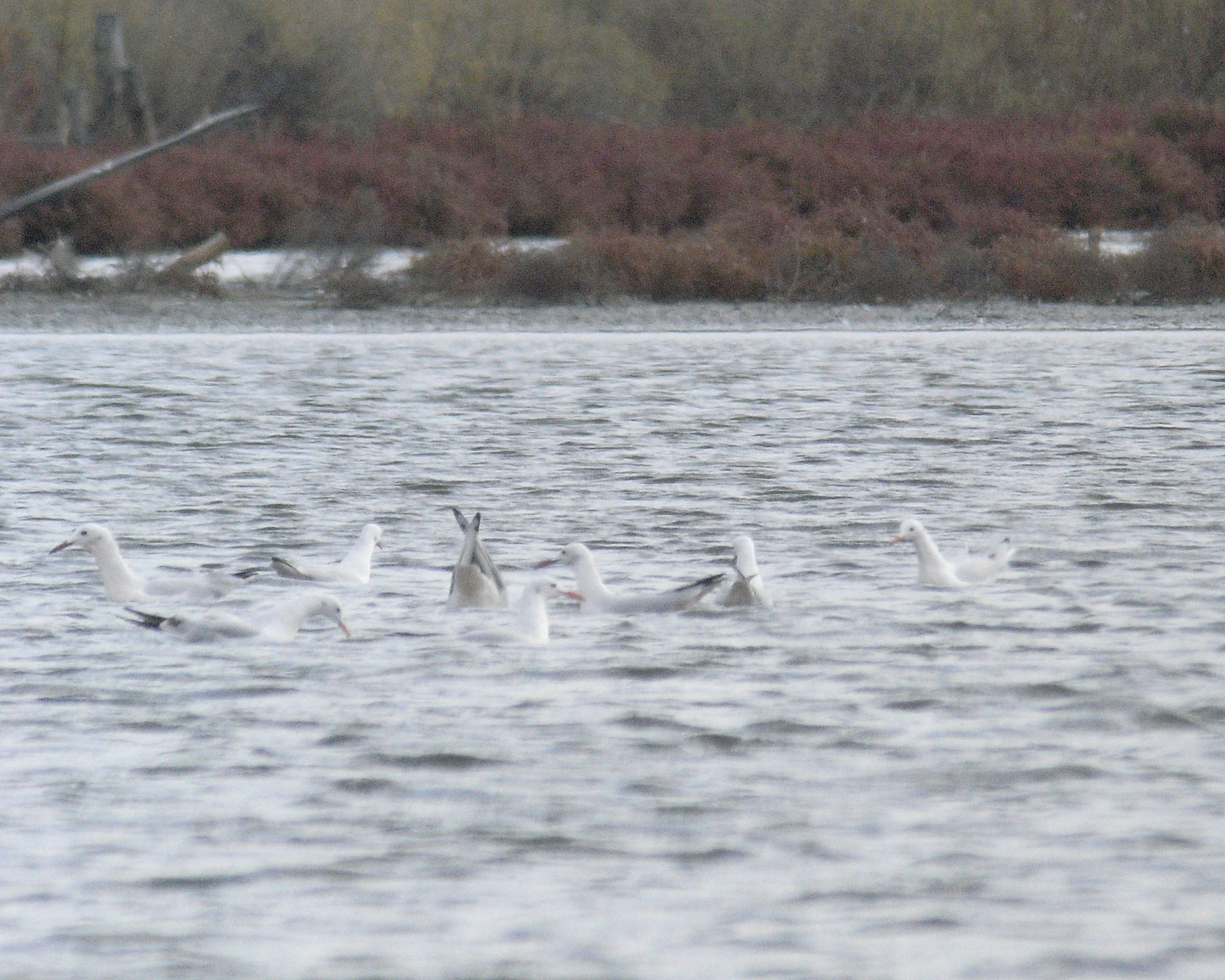 Slender Billed Gulls, Lake Atanasovsko, Bulgaria — photo by Jim Bennett
