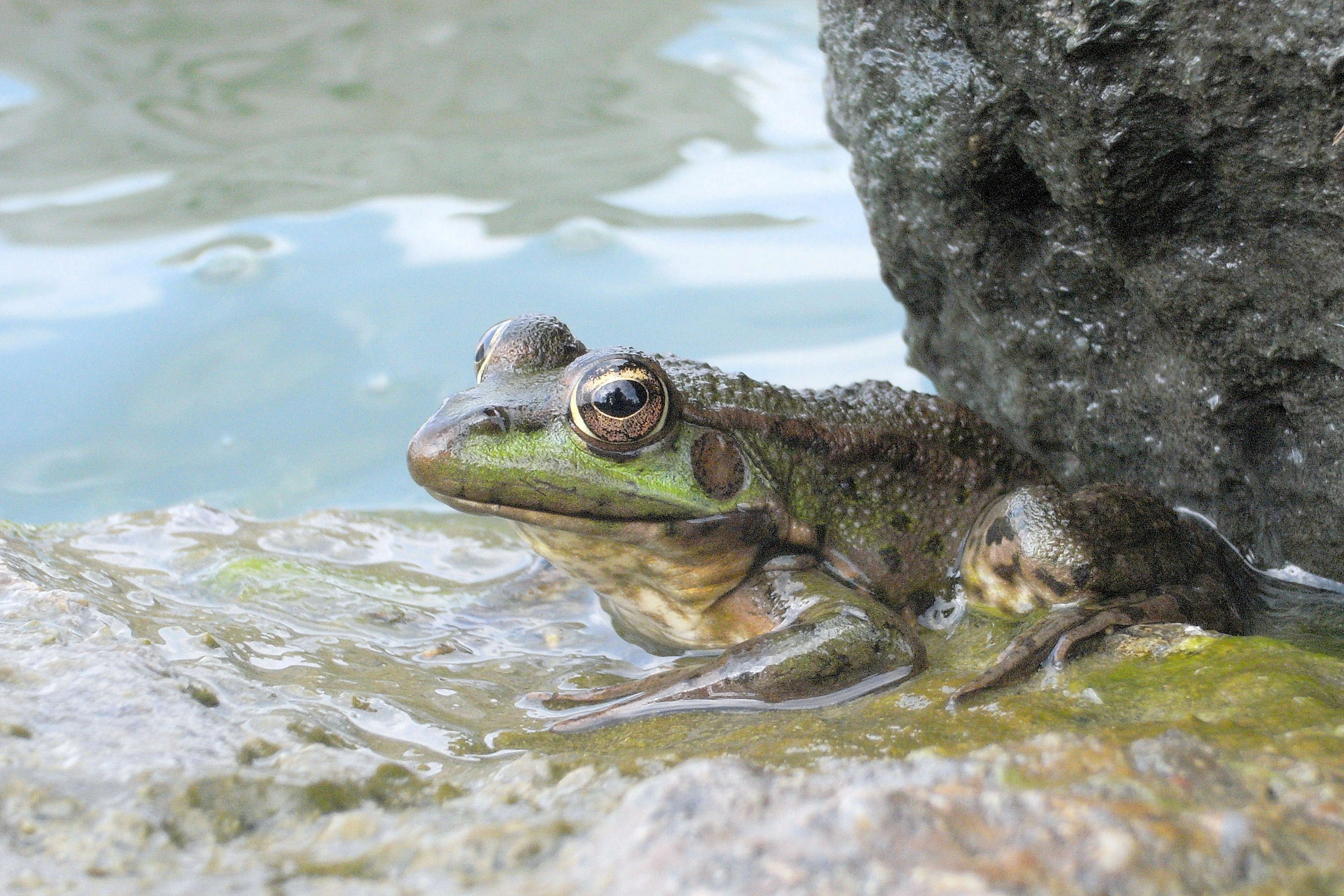 Marsh Frog, Lake Burgas, Bulgaria — photo by Jim Bennett