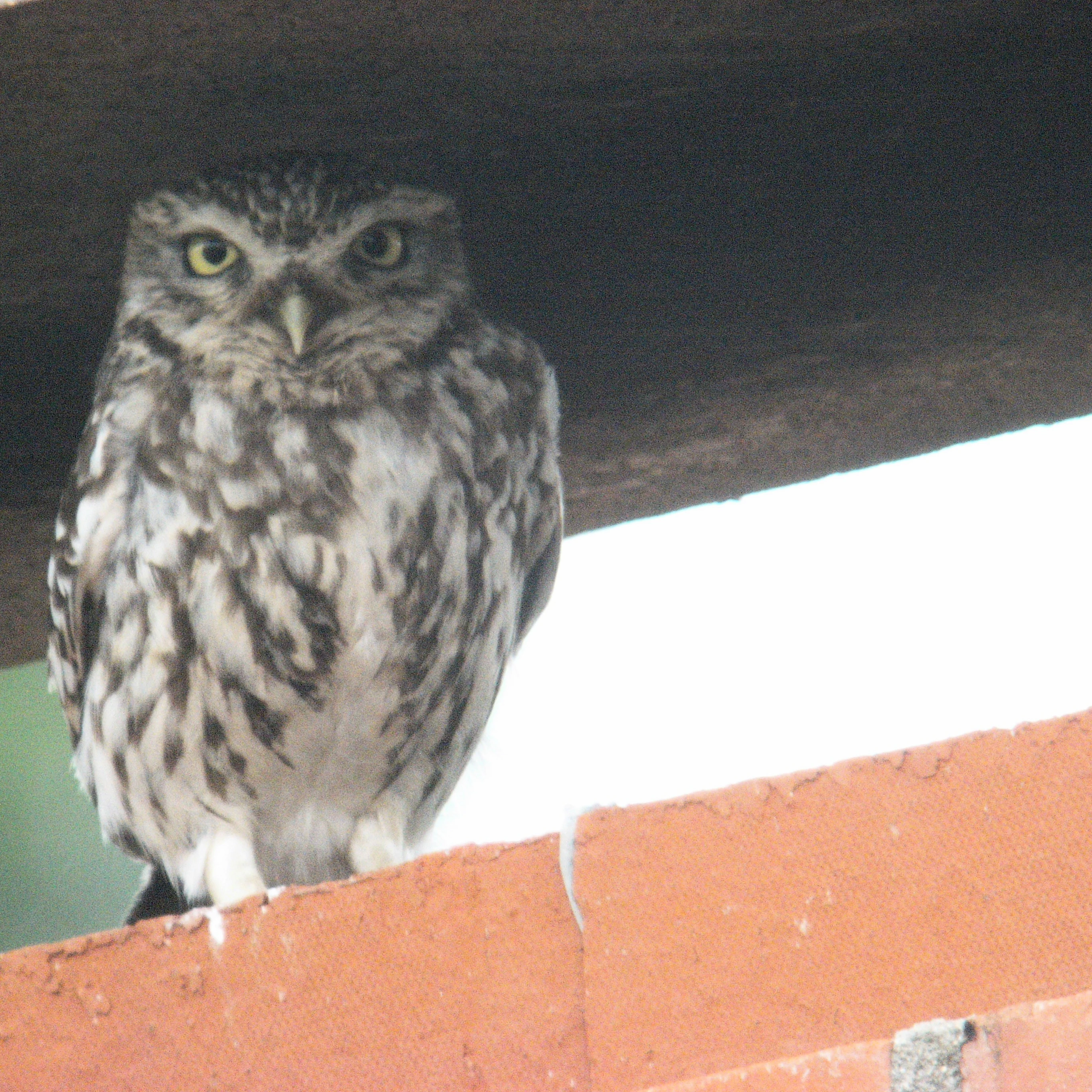 Little Owl, France — photo by Jim Bennett