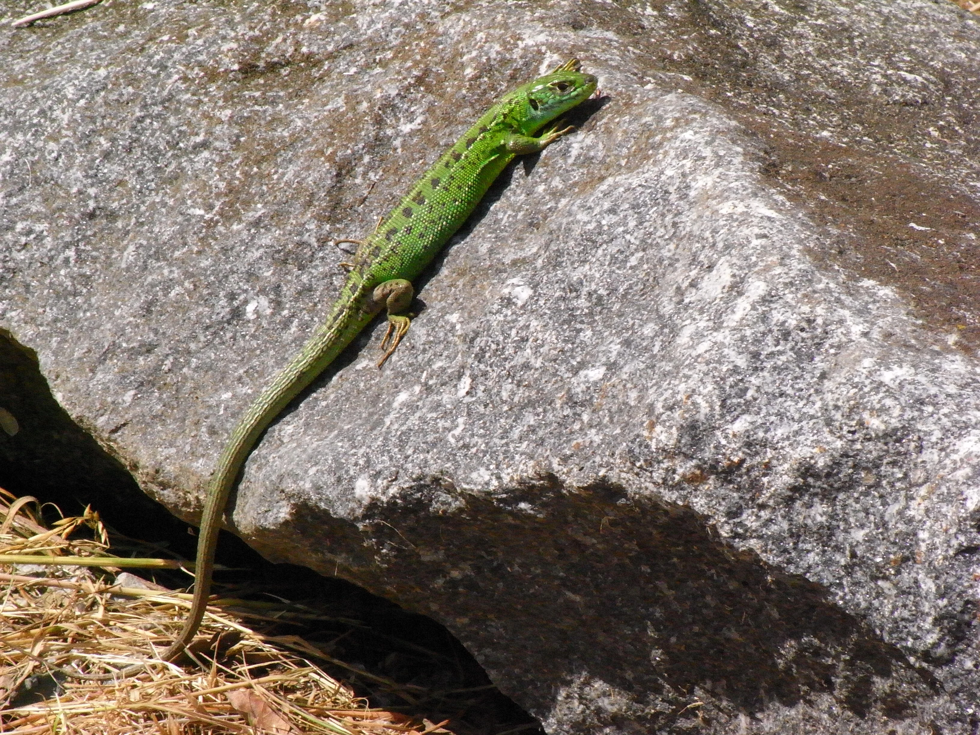 Lizard, France — photo by Jim Bennett