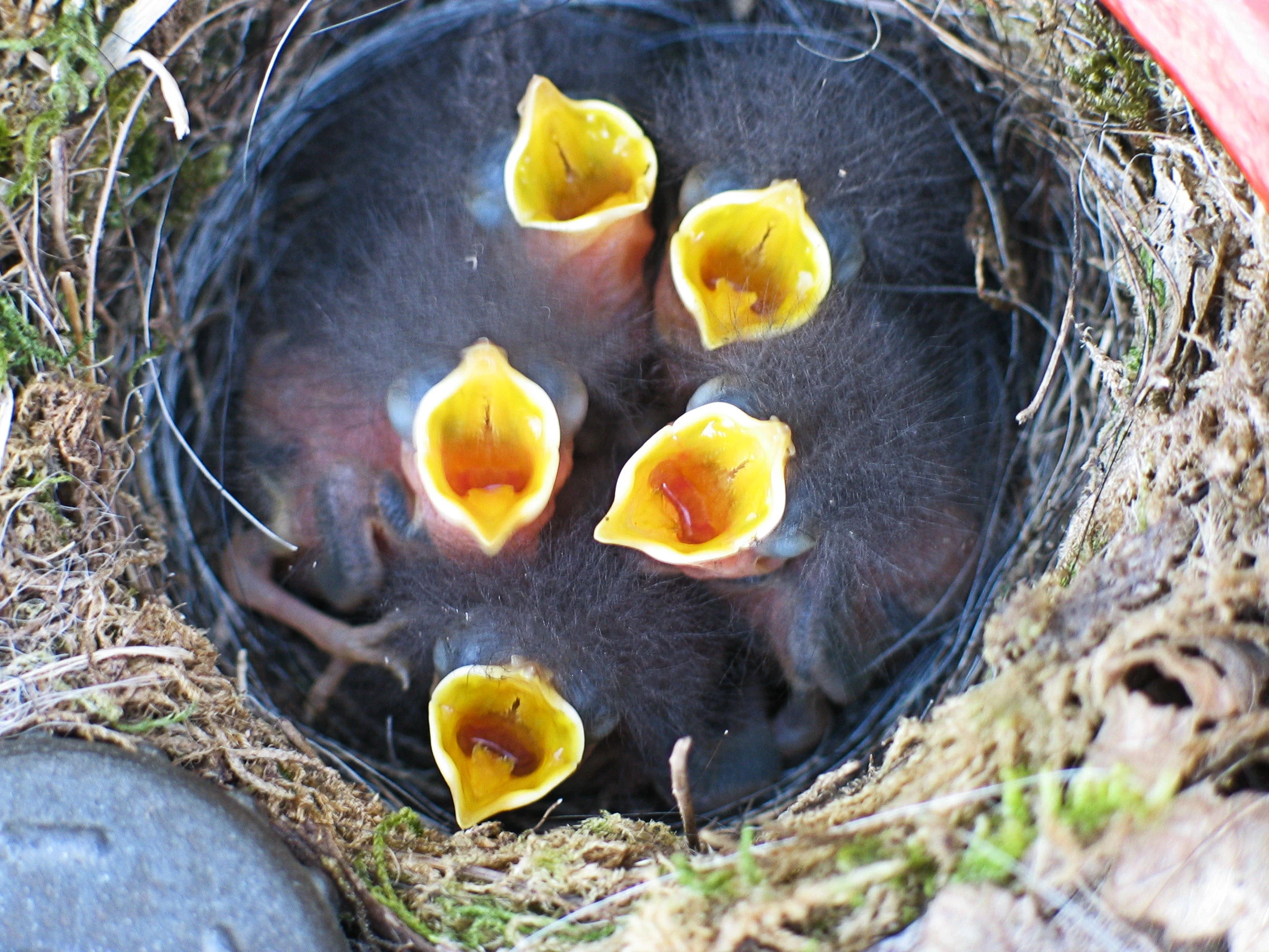 Blackbird chicks, Scotland, UK — photo by Jim Bennett