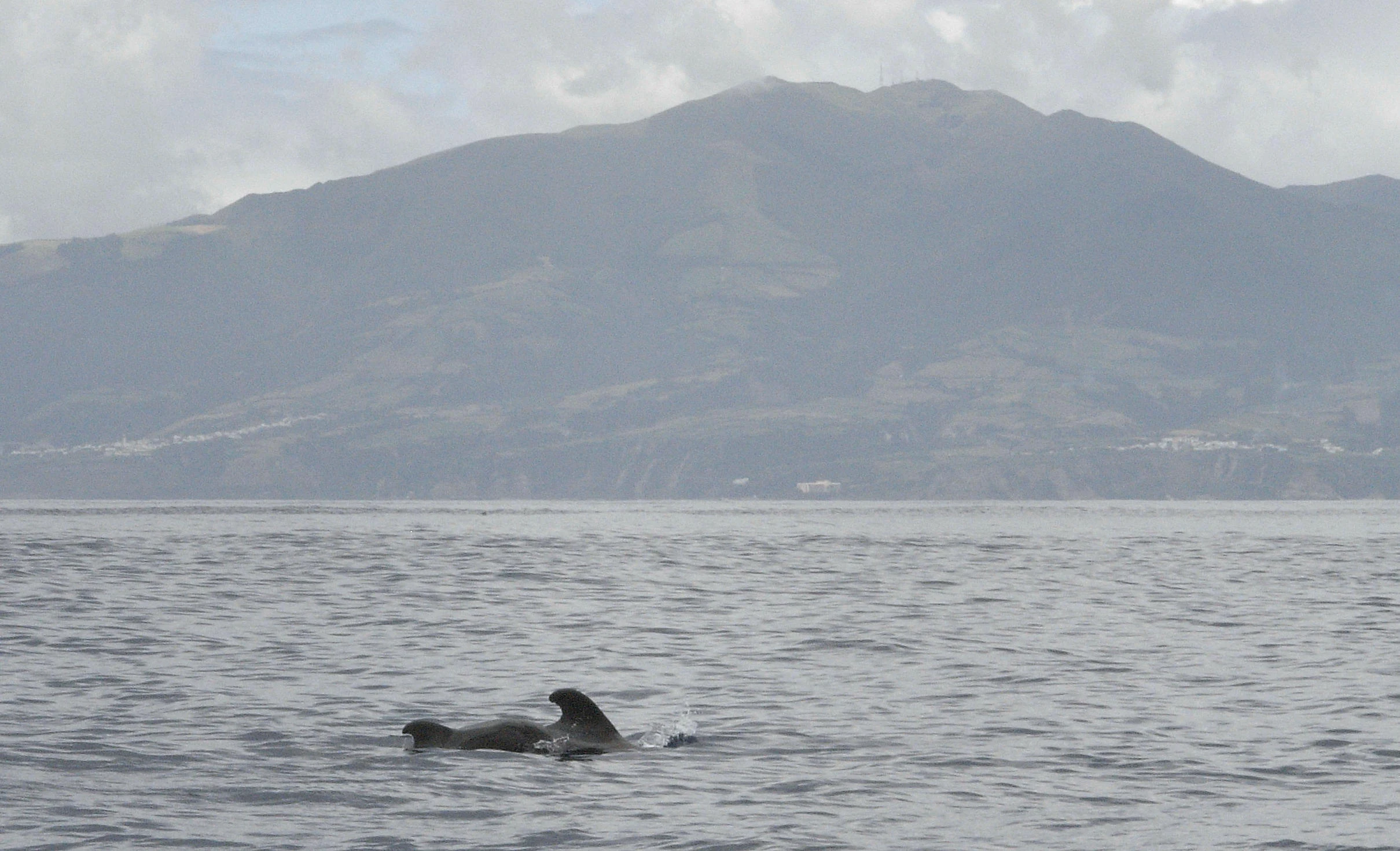 Pilot Whales, off Villa Franco, Azores, Portugal — photo by Jim Bennett